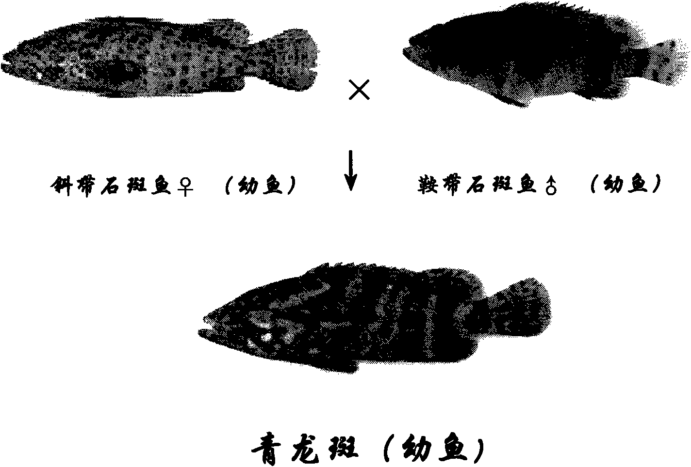 Method for breeding 'blue spot' hybrids