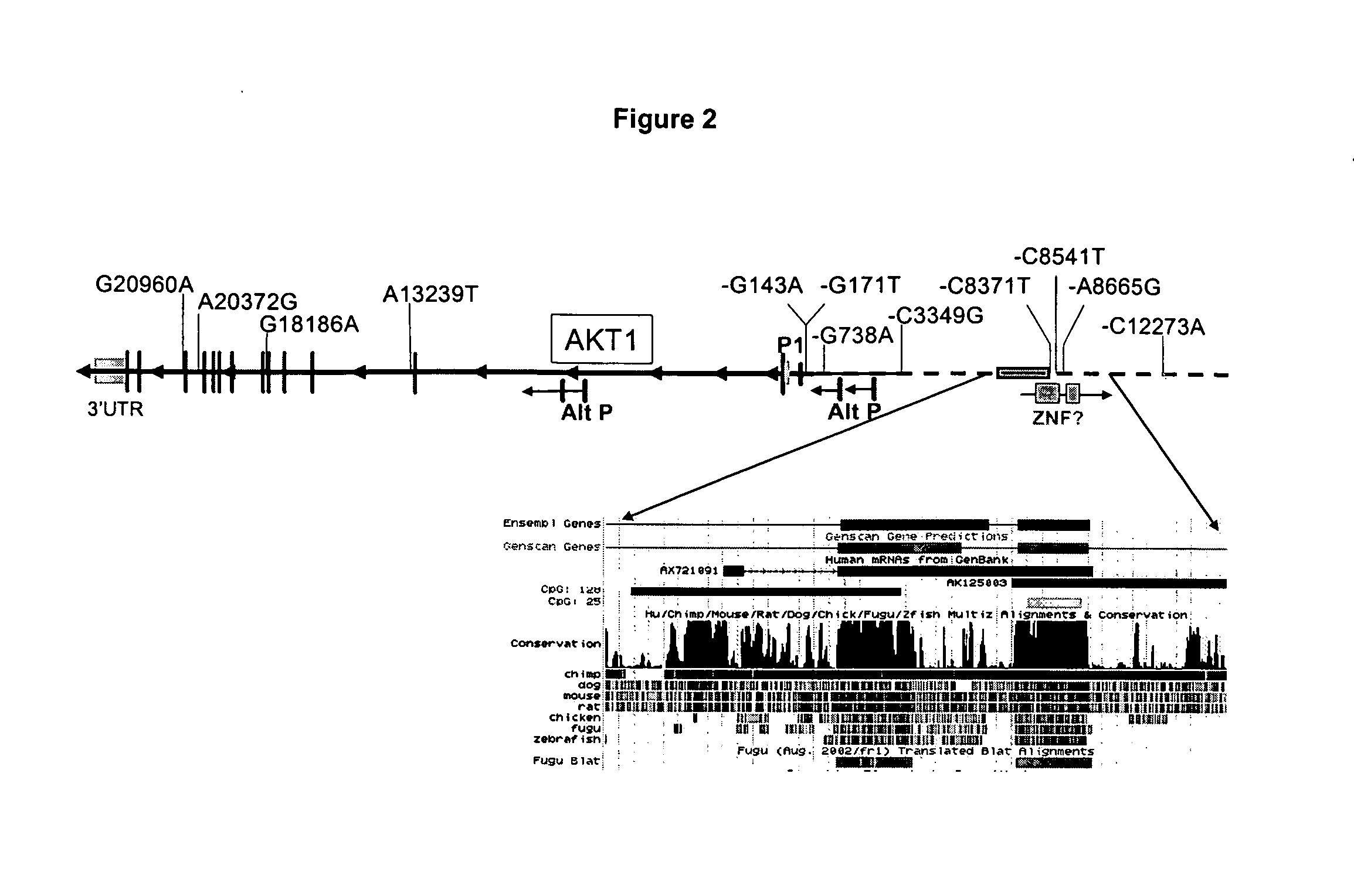 Genetic variations (SNPs) adjacent to the AKT1 gene locus, and diagnostic and prognostic uses thereof