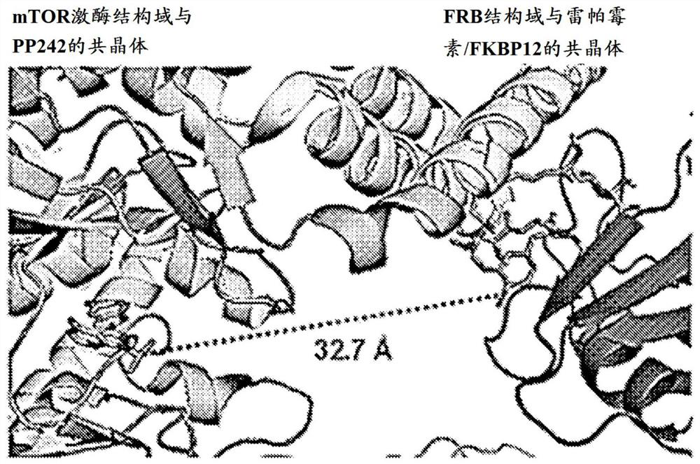 mTORC1 INHIBITORS