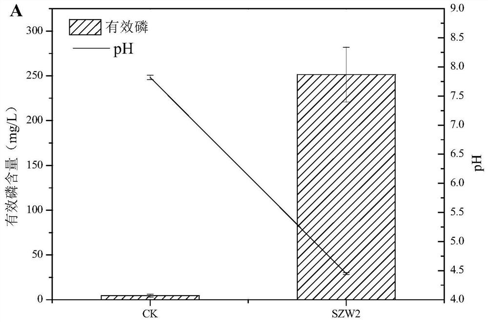 Citrobacter vinegaticus and application thereof in chloramphenicol removal and phosphorus and potassium dissolving