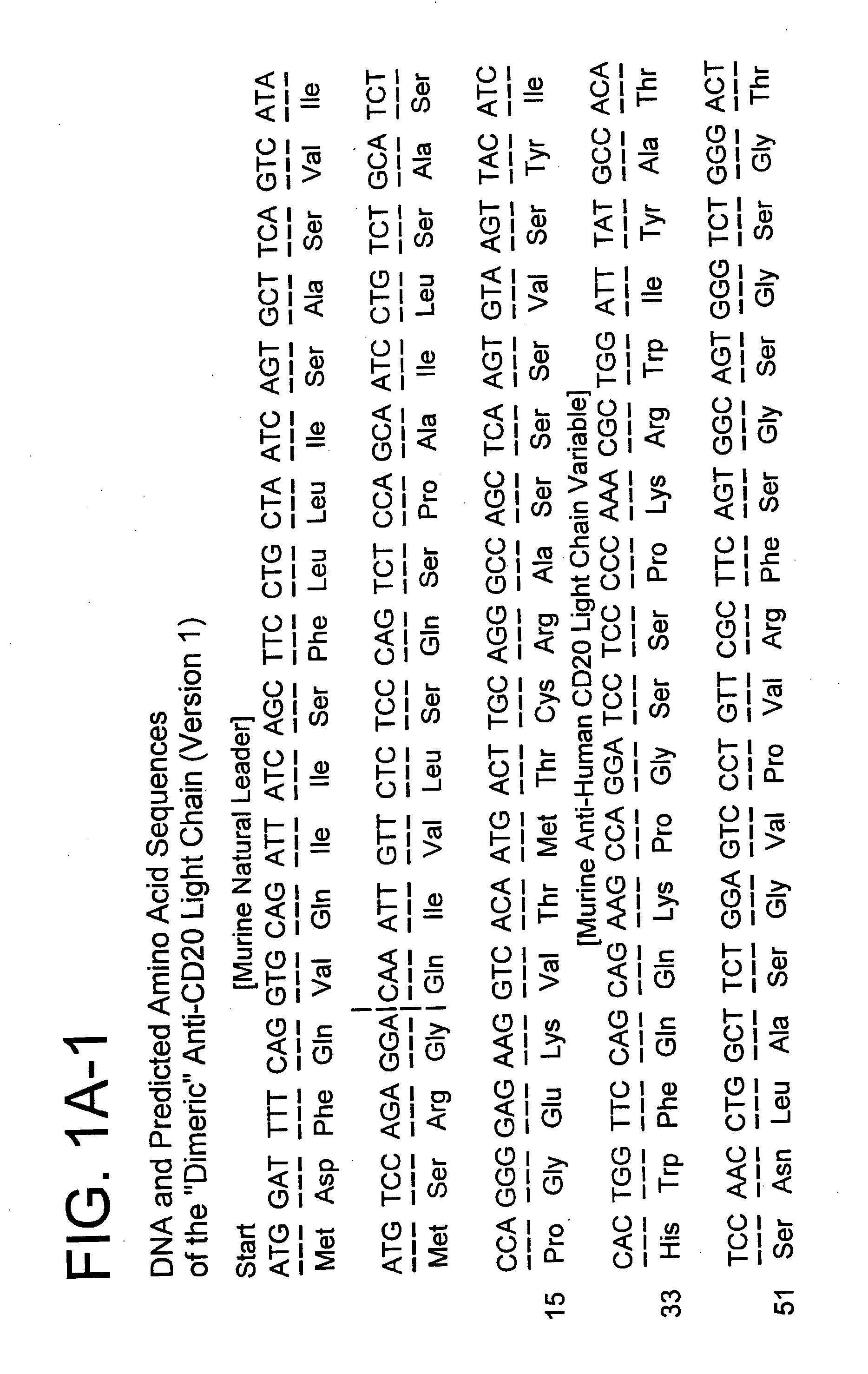 Production of tetravalent antibodies