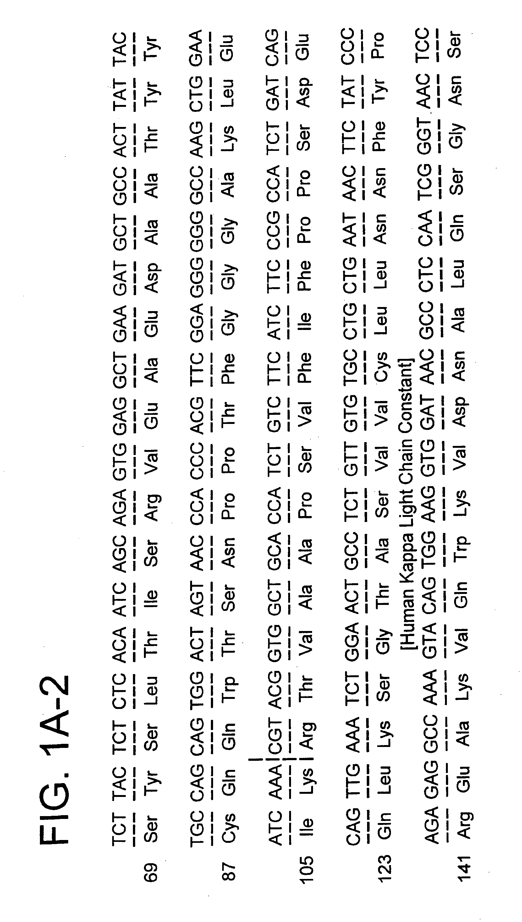 Production of tetravalent antibodies