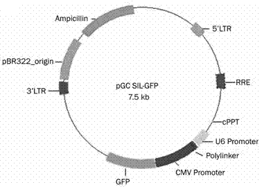 Recombinant lentiviral vector aiming at hUHRF1 gene RNA (Ribonucleic Acid) interference and preparation thereof