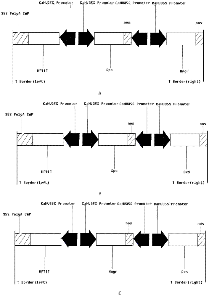 Method for co-transforming sps, hmgr and dxs genes to cultivate Artemisia annua with high artemisinin content in flower buds