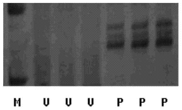 Method for co-transforming sps, hmgr and dxs genes to cultivate Artemisia annua with high artemisinin content in flower buds