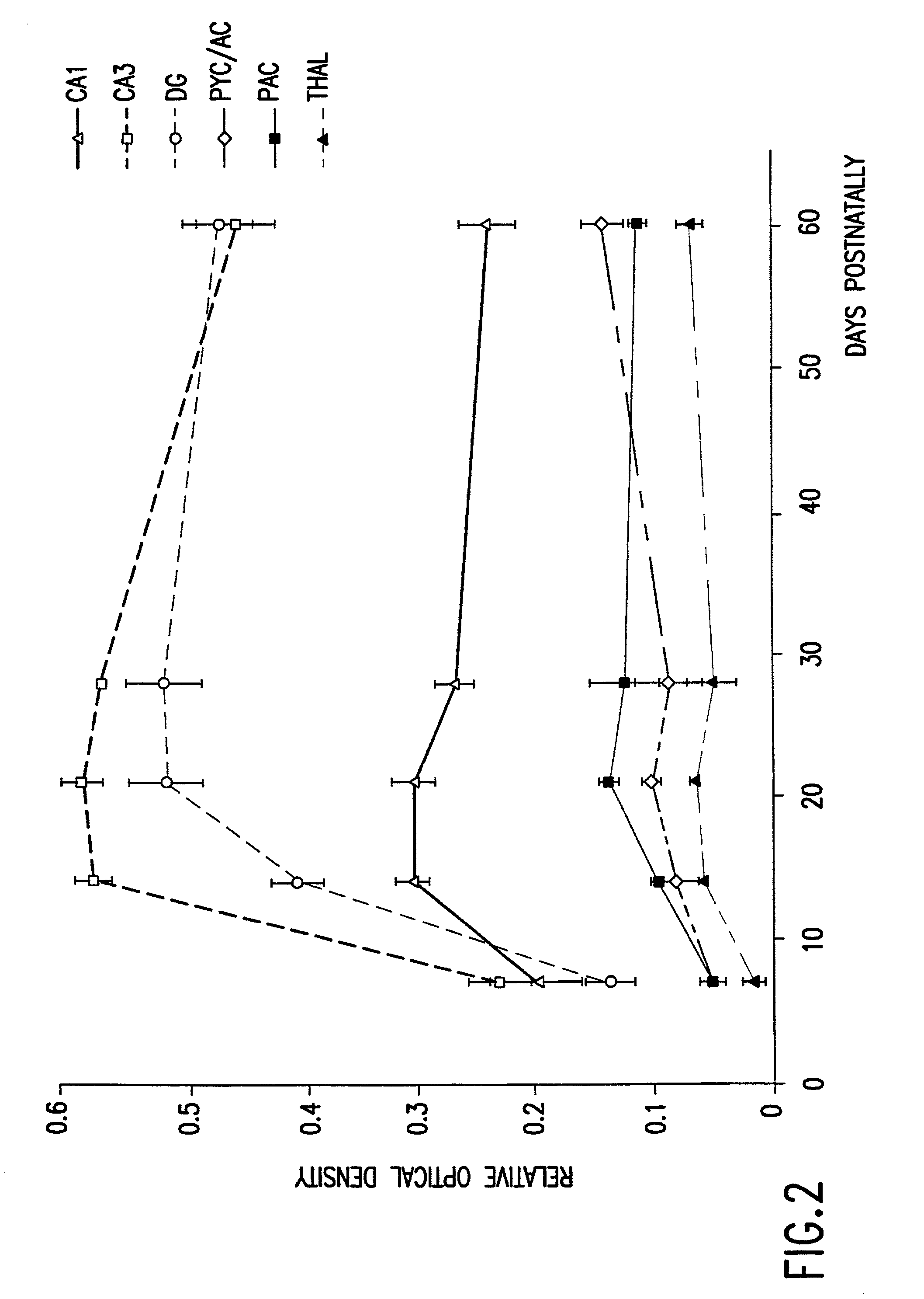 Transgenic mouse expressing the human cyclooxygenase-2 gene and neuronal cell cultures derived therefrom