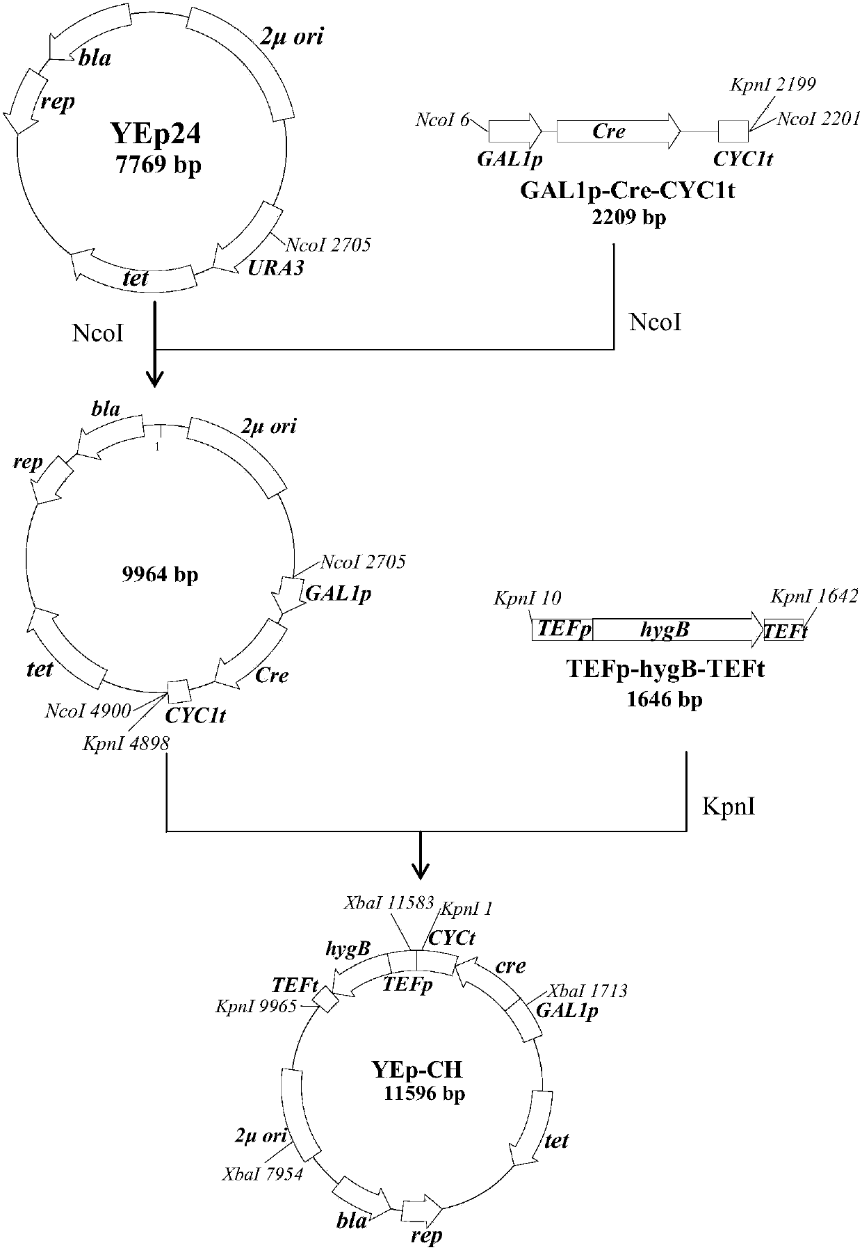 Recombinant saccharomyces cerevisiae strain for efficiently co-fermenting glucose and xylose and application of recombinant saccharomyces cerevisiae strain