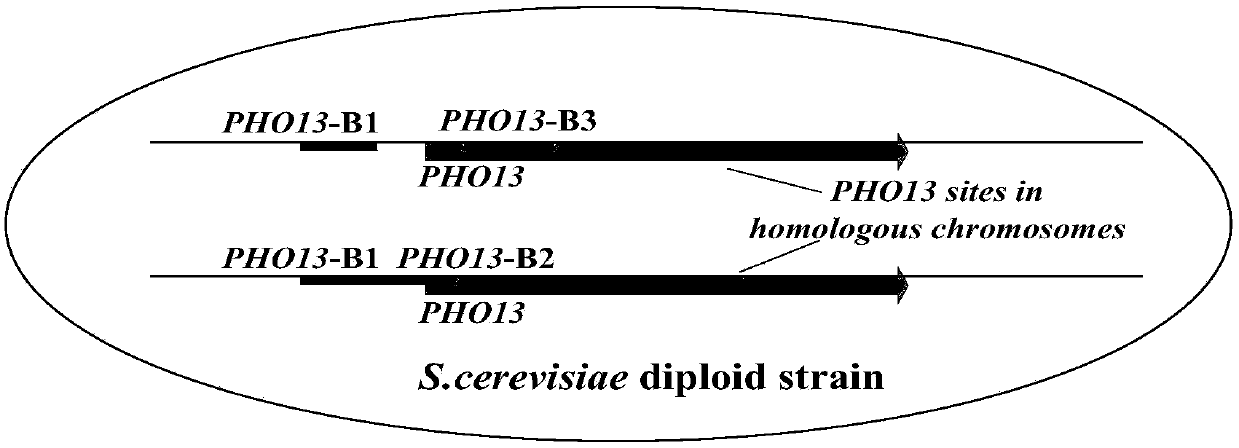 Recombinant saccharomyces cerevisiae strain for efficiently co-fermenting glucose and xylose and application of recombinant saccharomyces cerevisiae strain