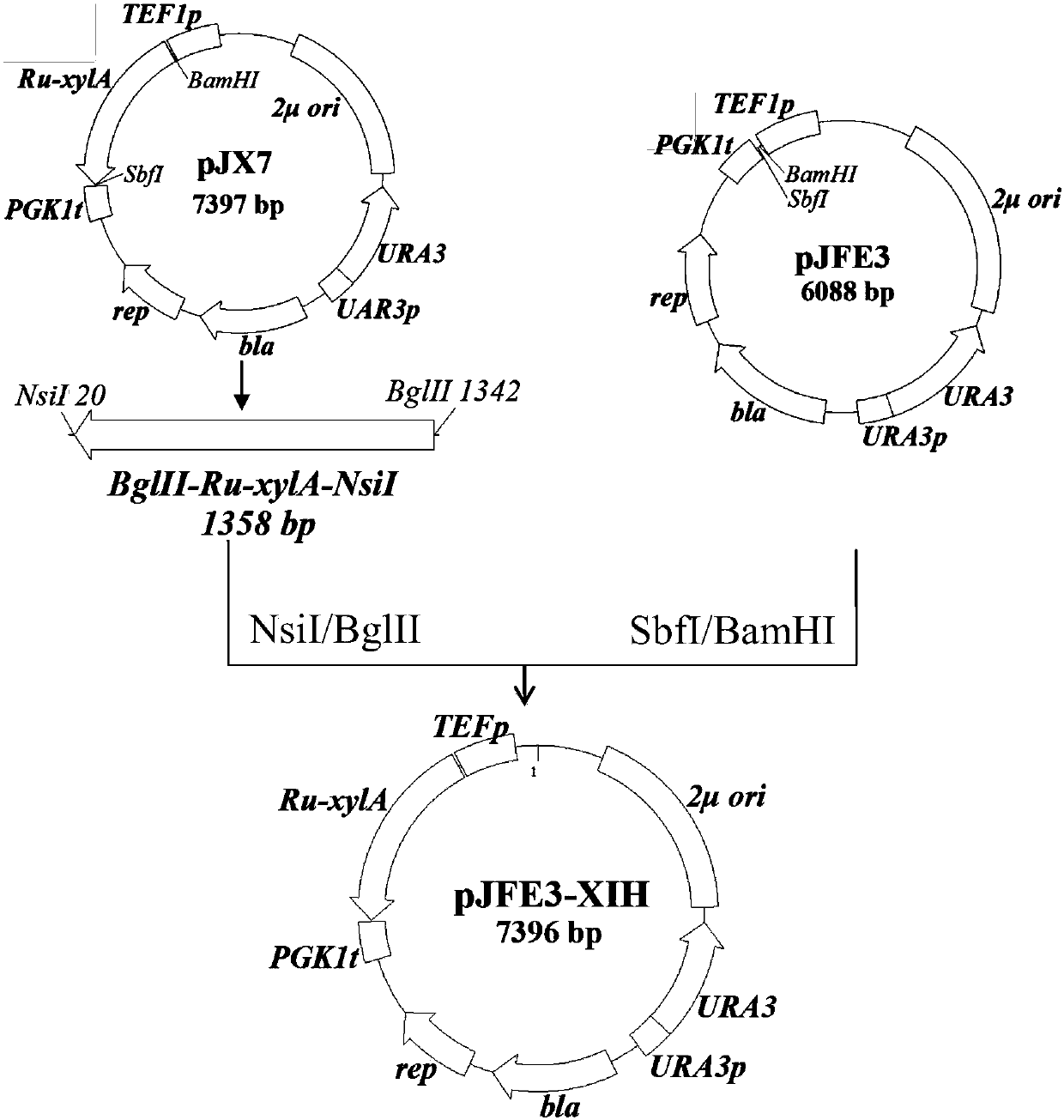 Recombinant saccharomyces cerevisiae strain for efficiently co-fermenting glucose and xylose and application of recombinant saccharomyces cerevisiae strain