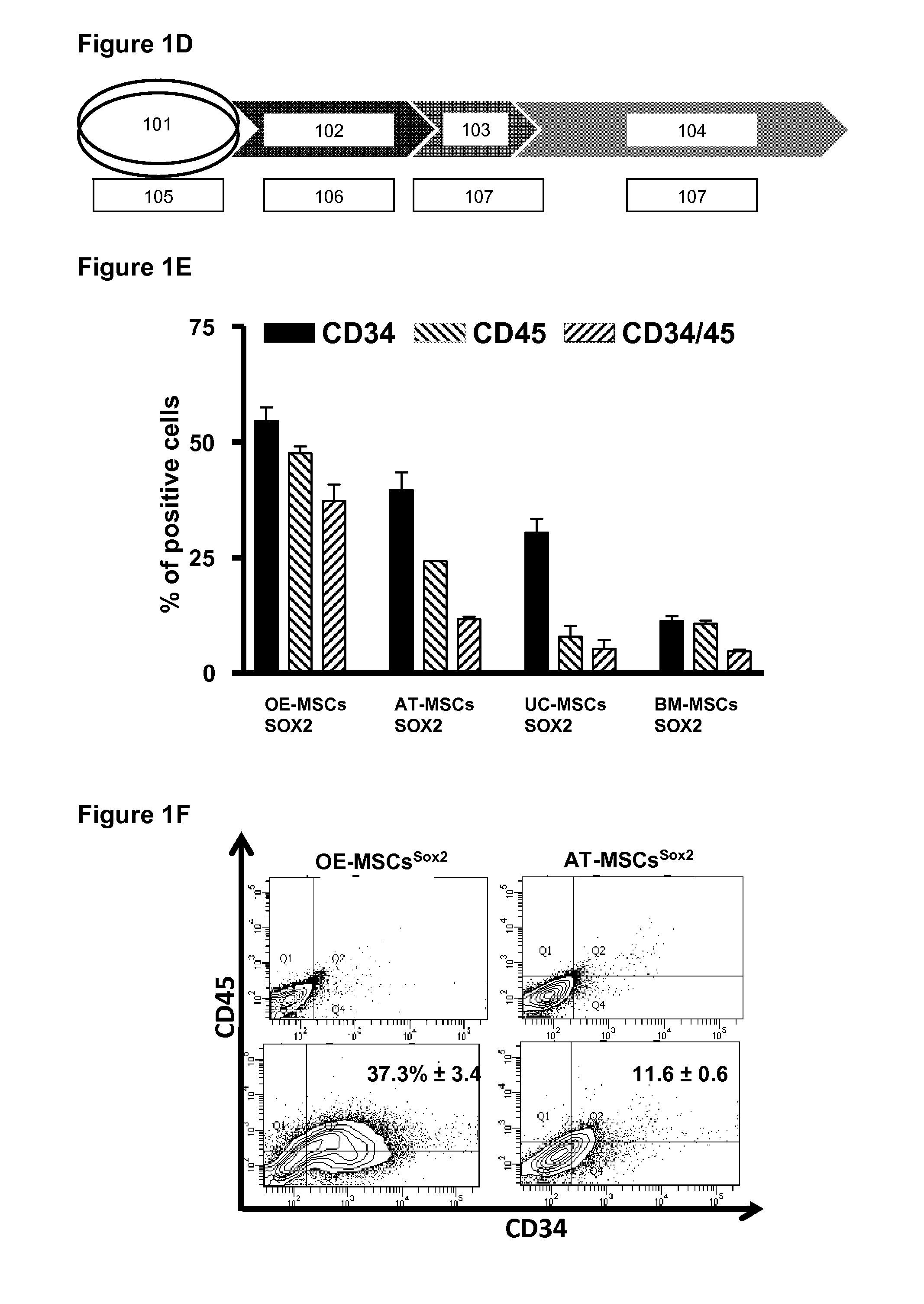 Formation of hematopoietic progenitor cells from mesenchymal stem cells