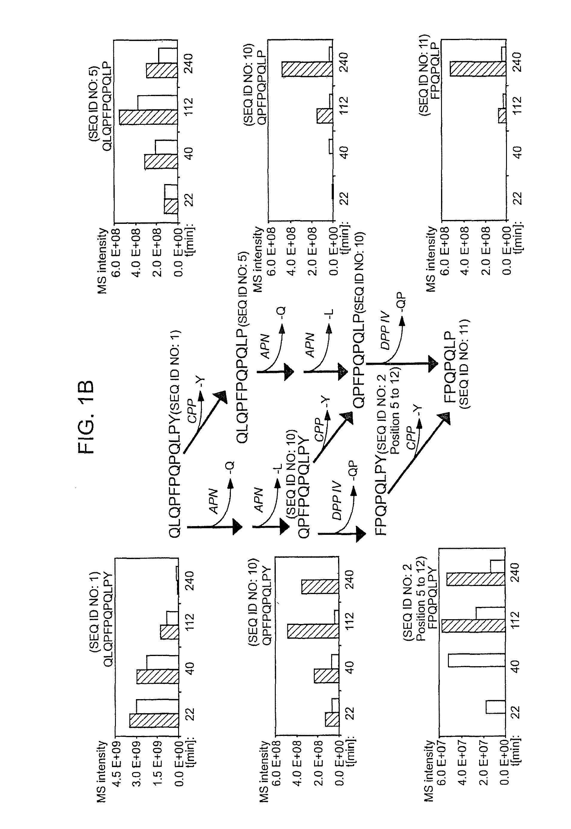 Enzyme treatment of foodstuffs for celiac sprue