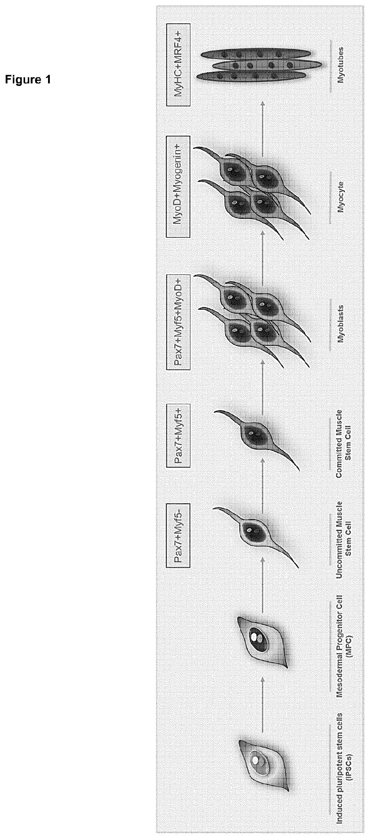 In vitro production of muscle stem cells