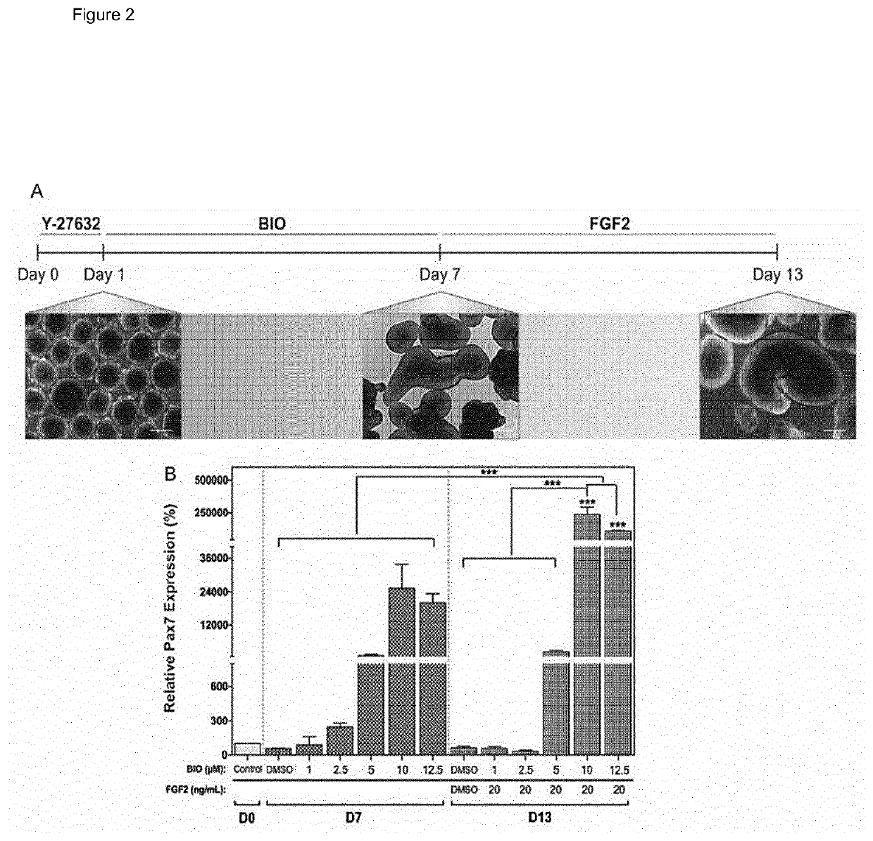 In vitro production of muscle stem cells