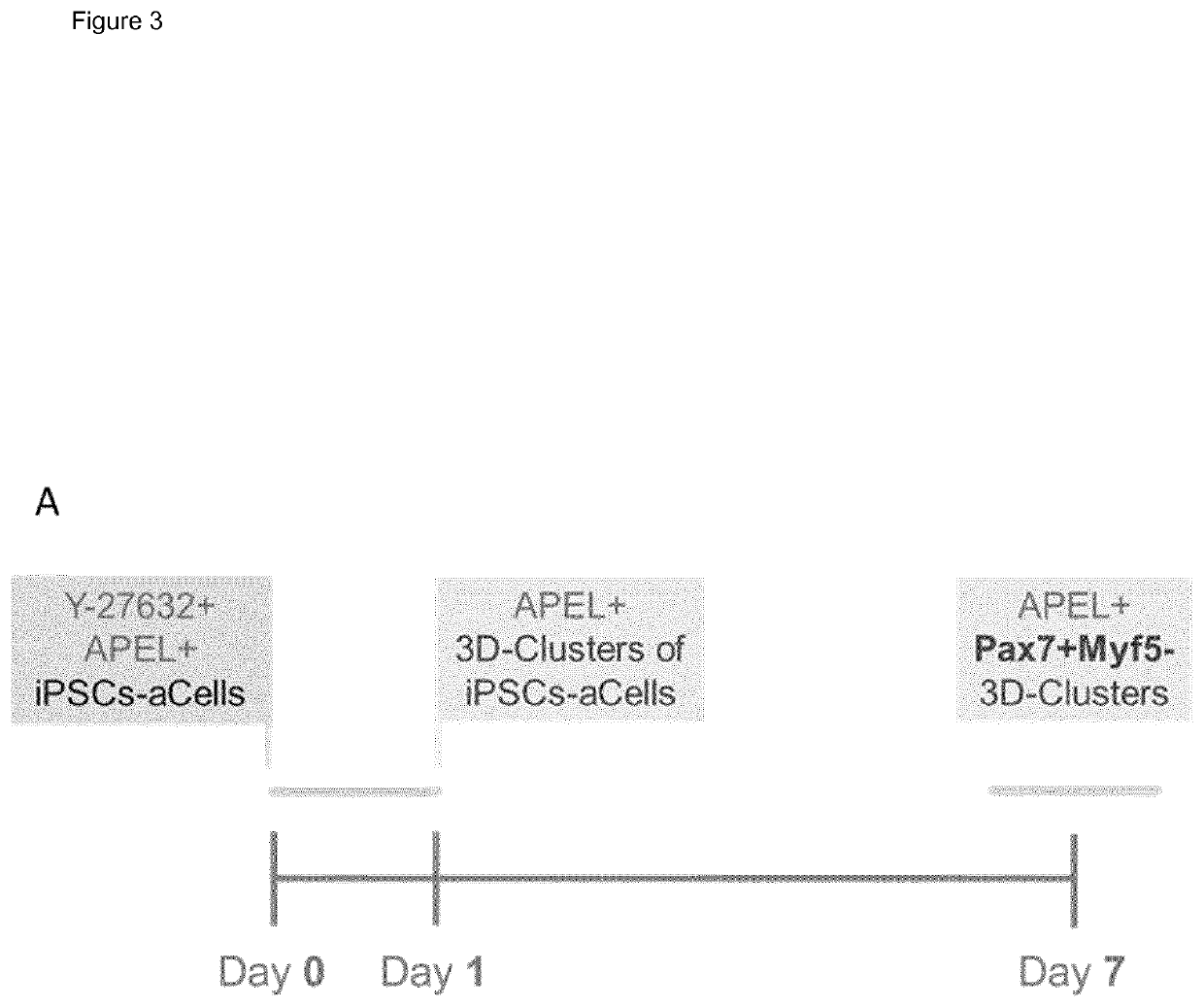 In vitro production of muscle stem cells