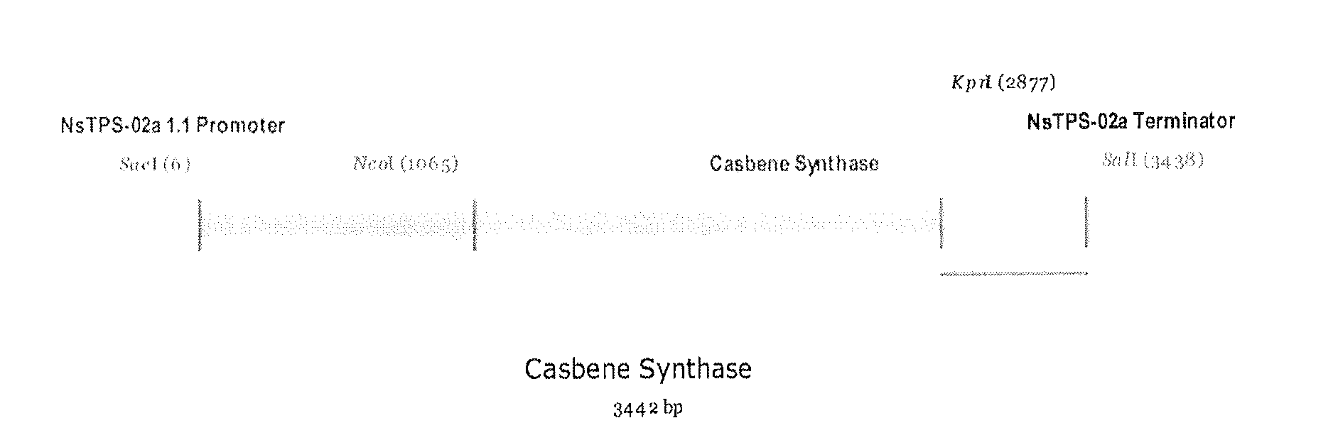 System For Producing Terpenoids In Plants