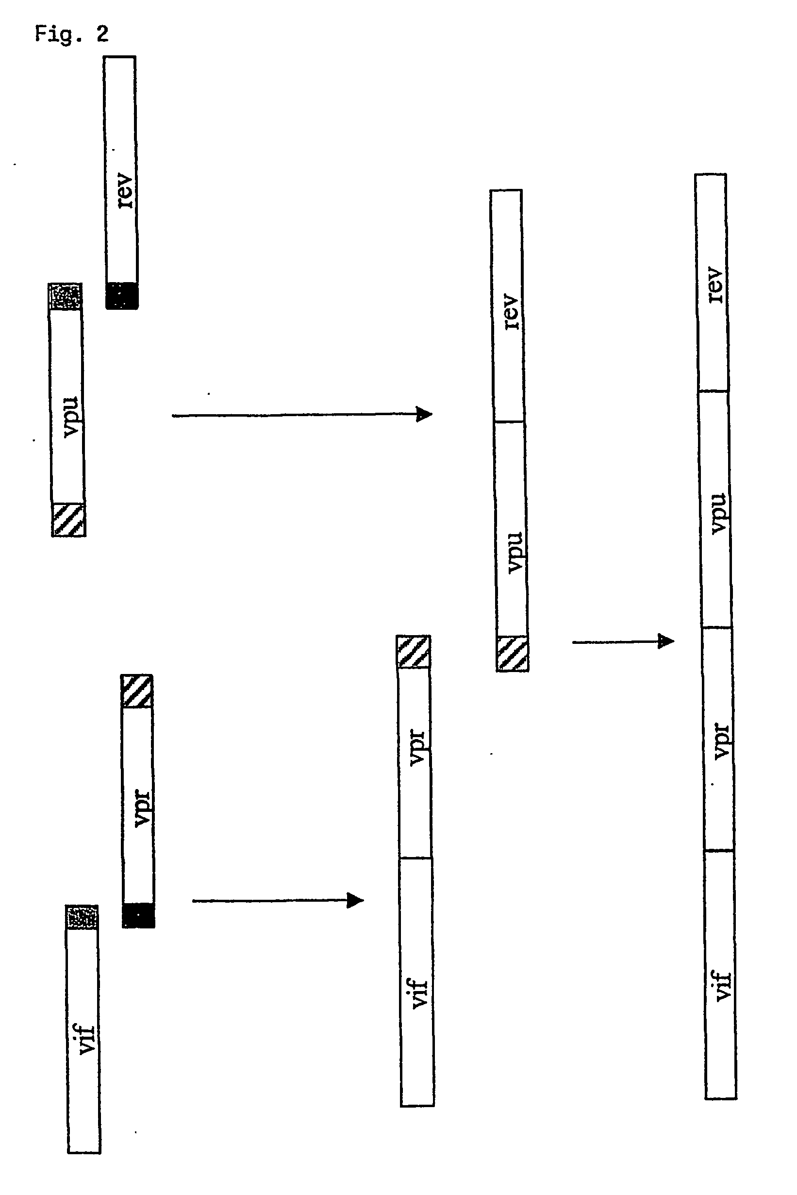 Fusion protein of hiv regulatory/accessory proteins