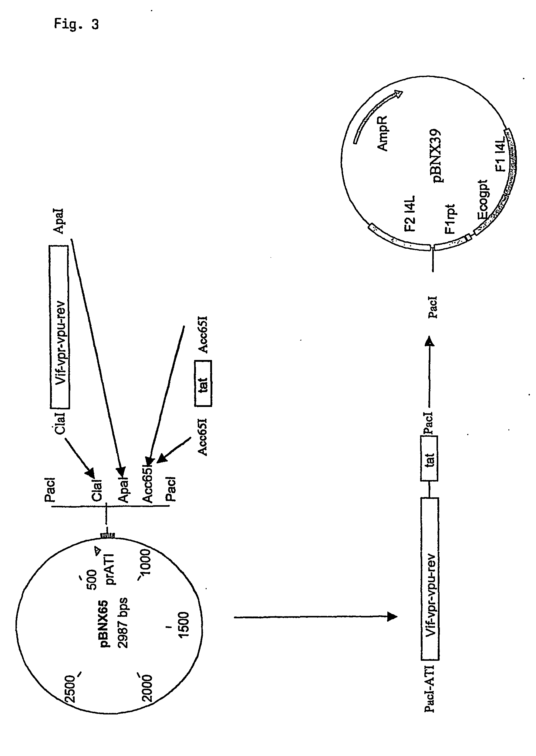 Fusion protein of hiv regulatory/accessory proteins