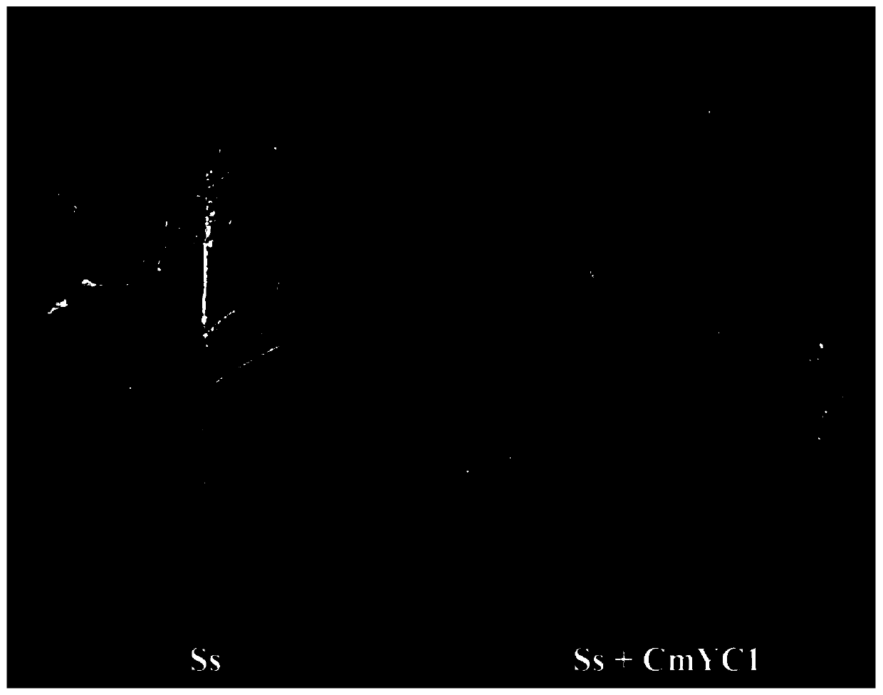 Bacteriostatic protease CmYC1 prepared by eukaryotic fermentation and application of bacteriostatic protease CmYC1