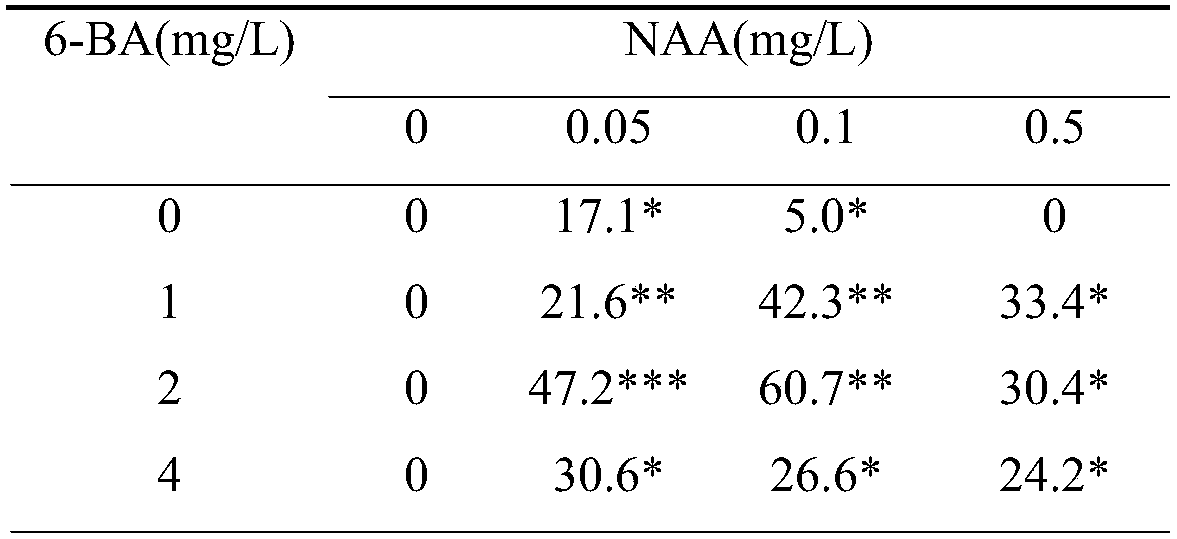 A kind of aseptic rapid propagation method of black pine