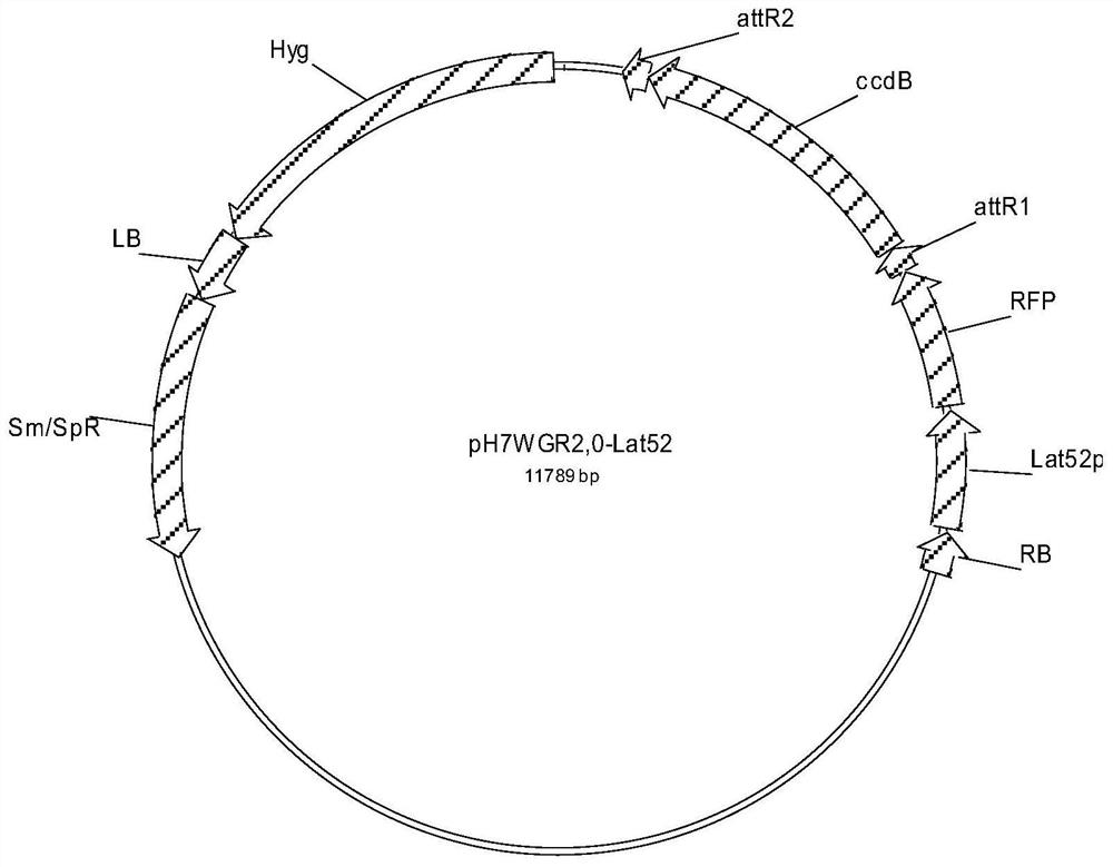 Construction method and application of fluorescence marker for pollen tube vacuole of plant