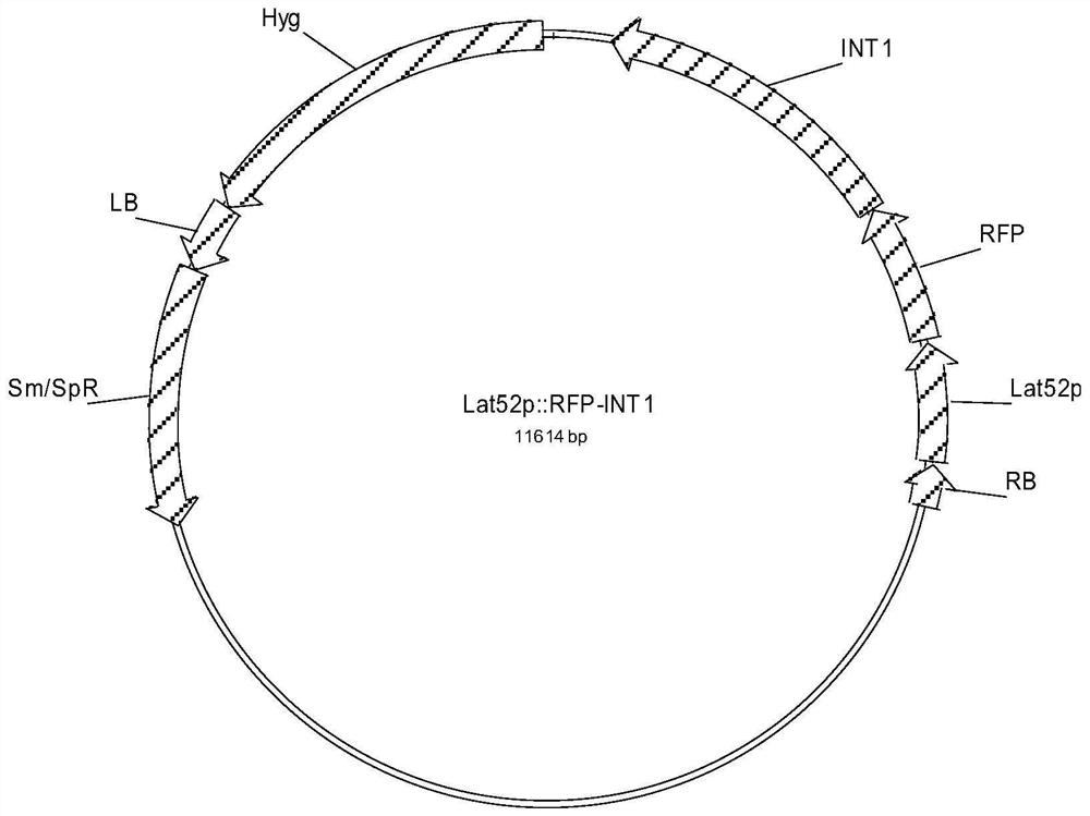 Construction method and application of fluorescence marker for pollen tube vacuole of plant