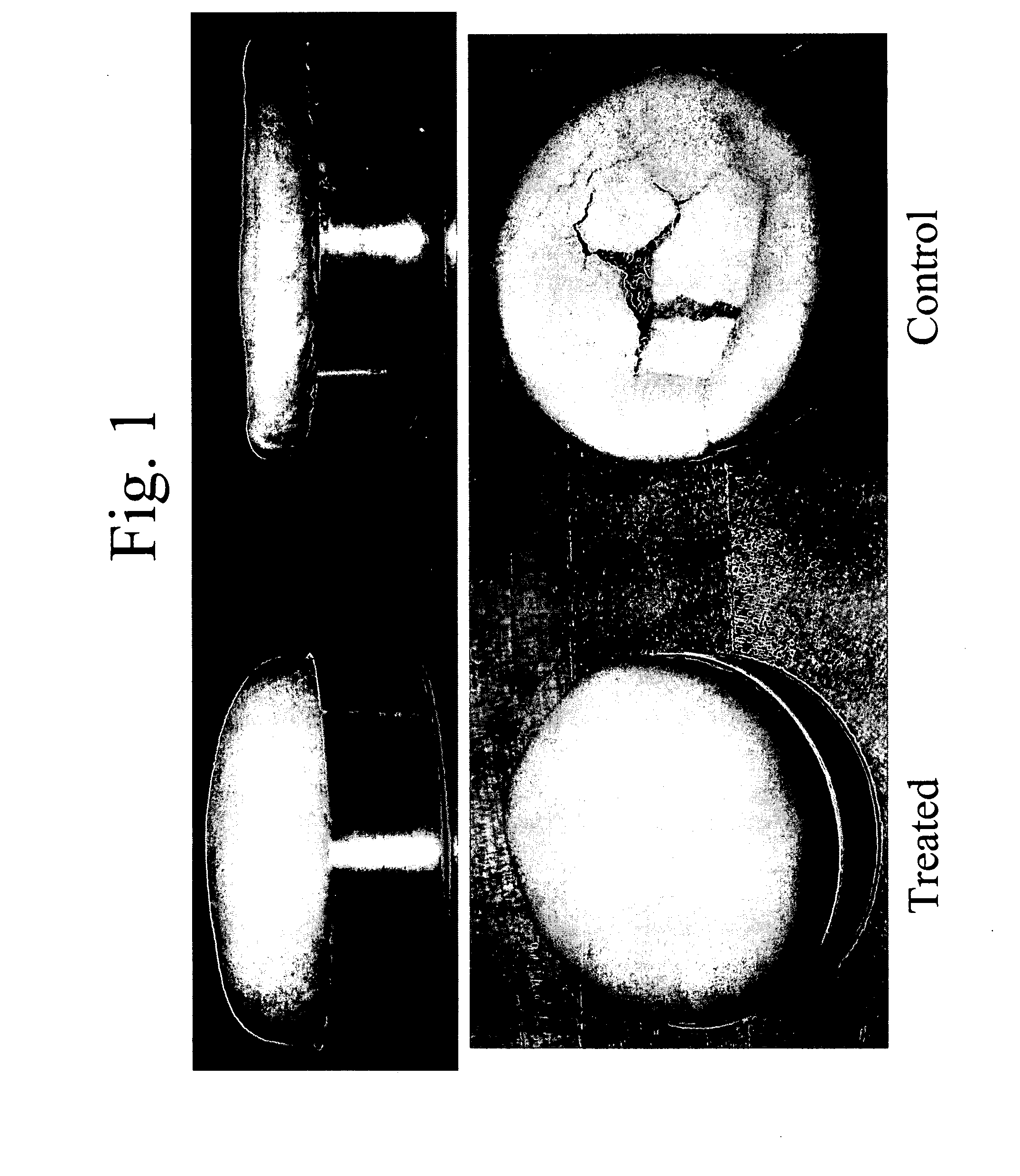 System for gluten replacement in food products