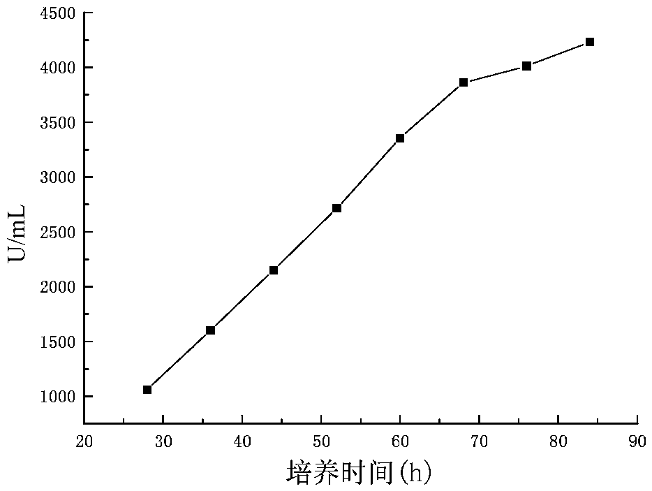 A method for producing beta-galactosidase by liquid fermentation of Bacillus coagulans