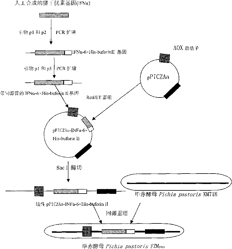 Antibiotic peptide buforin II and porcine INF-alpha fusion expression pichia pastoris, and preparation method and applications thereof