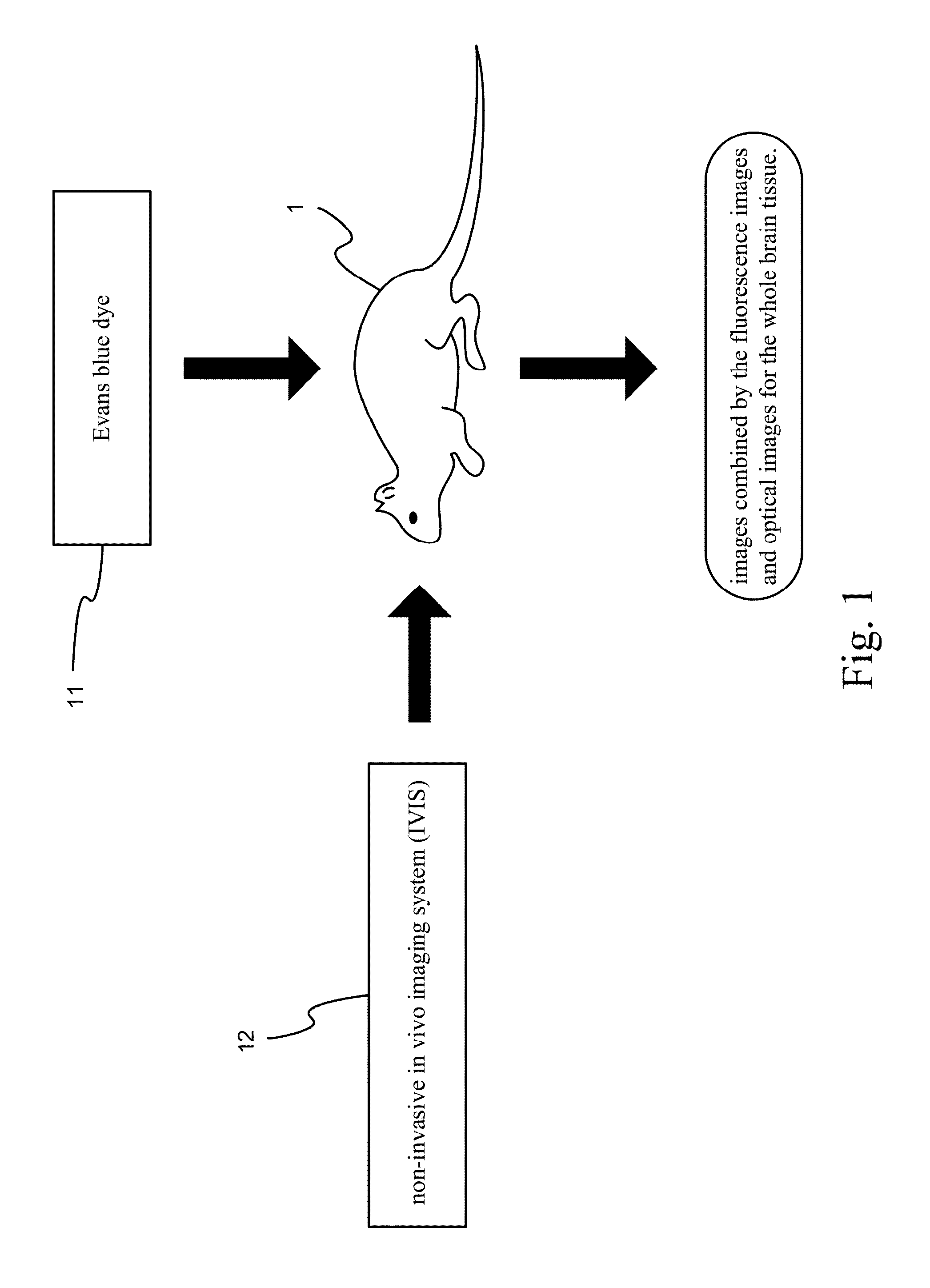 Process of Evaluating Blood-Brain Barrier Permeability of Stroke Rat by Using Fluorescent Substance