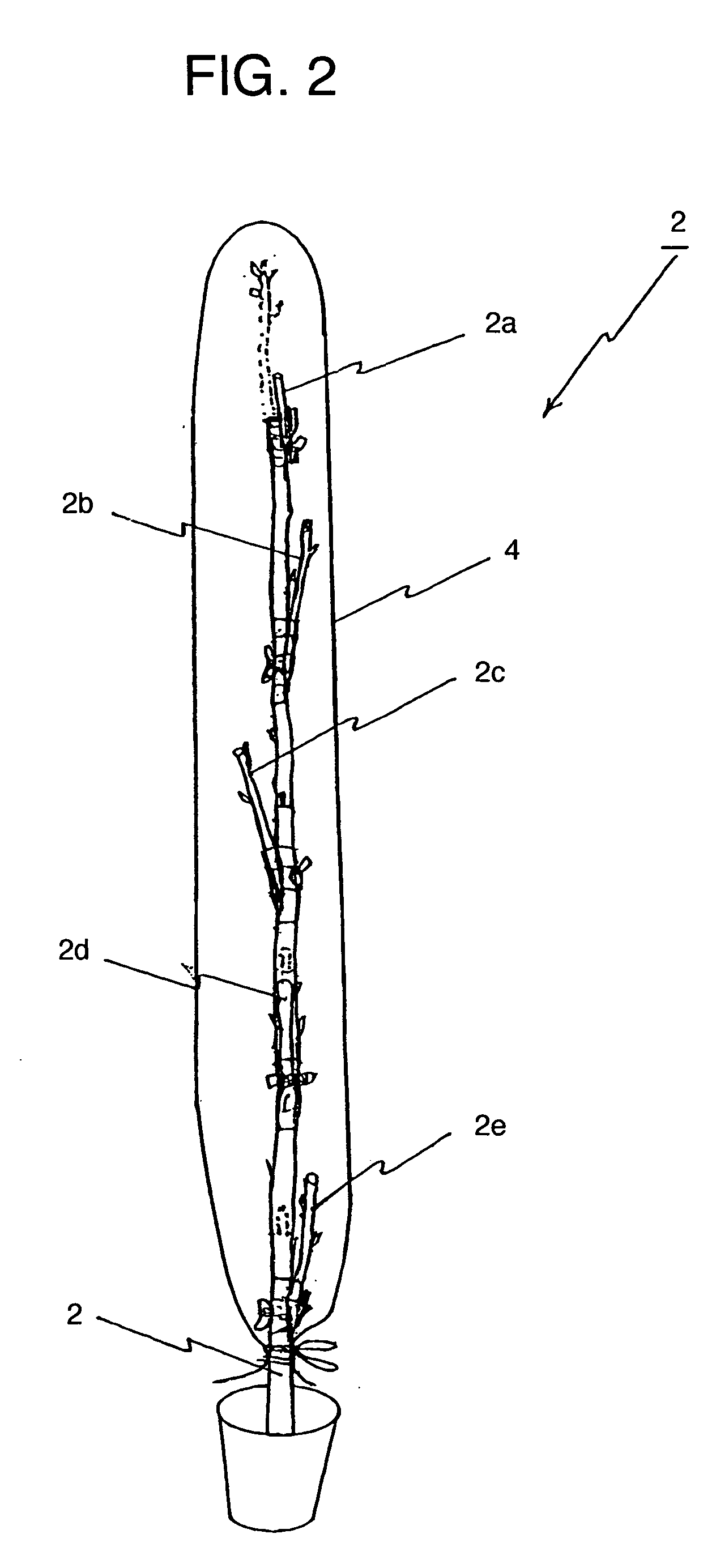 Method of producing rose saplings capable of blooming many kinds of roses on each shoot and rose saplings thus produced