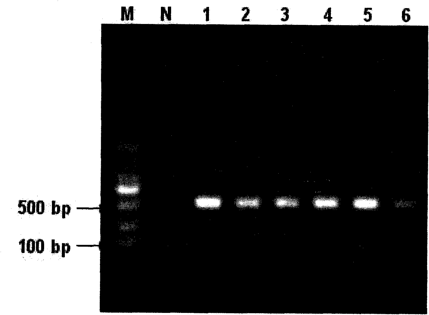 Molecular detection technology of microsporidian on infected bumble bees