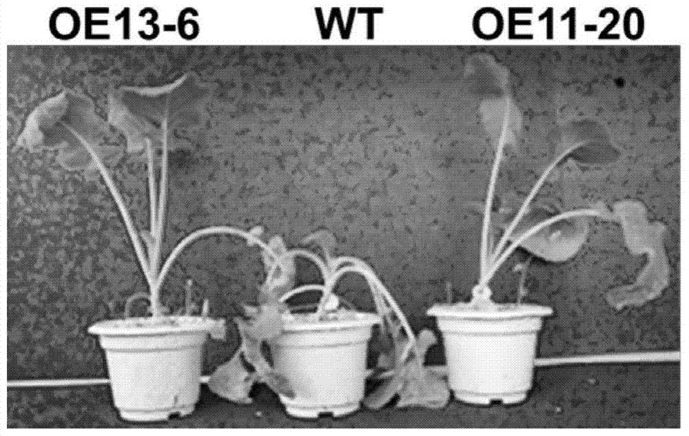 Application of PLD alpha1 gene in aspects of increasing crop drought resistance and seed production