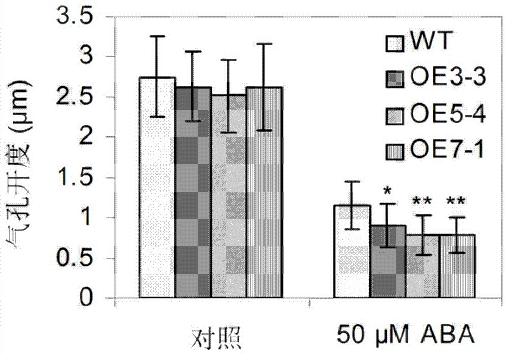 Application of PLD alpha1 gene in aspects of increasing crop drought resistance and seed production