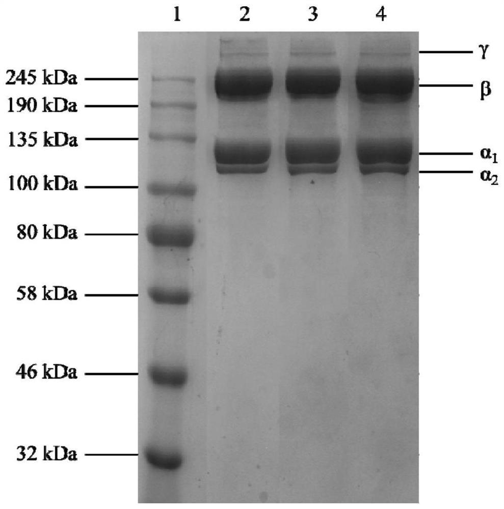 A kind of aquatic biological source cross-linked collagen composite multi-layer medical dressing