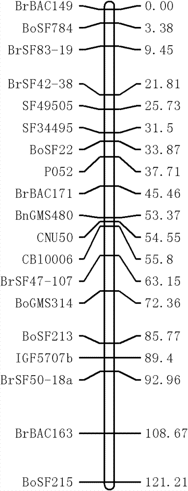 Seed number per pod character major gene site of rape and application thereof