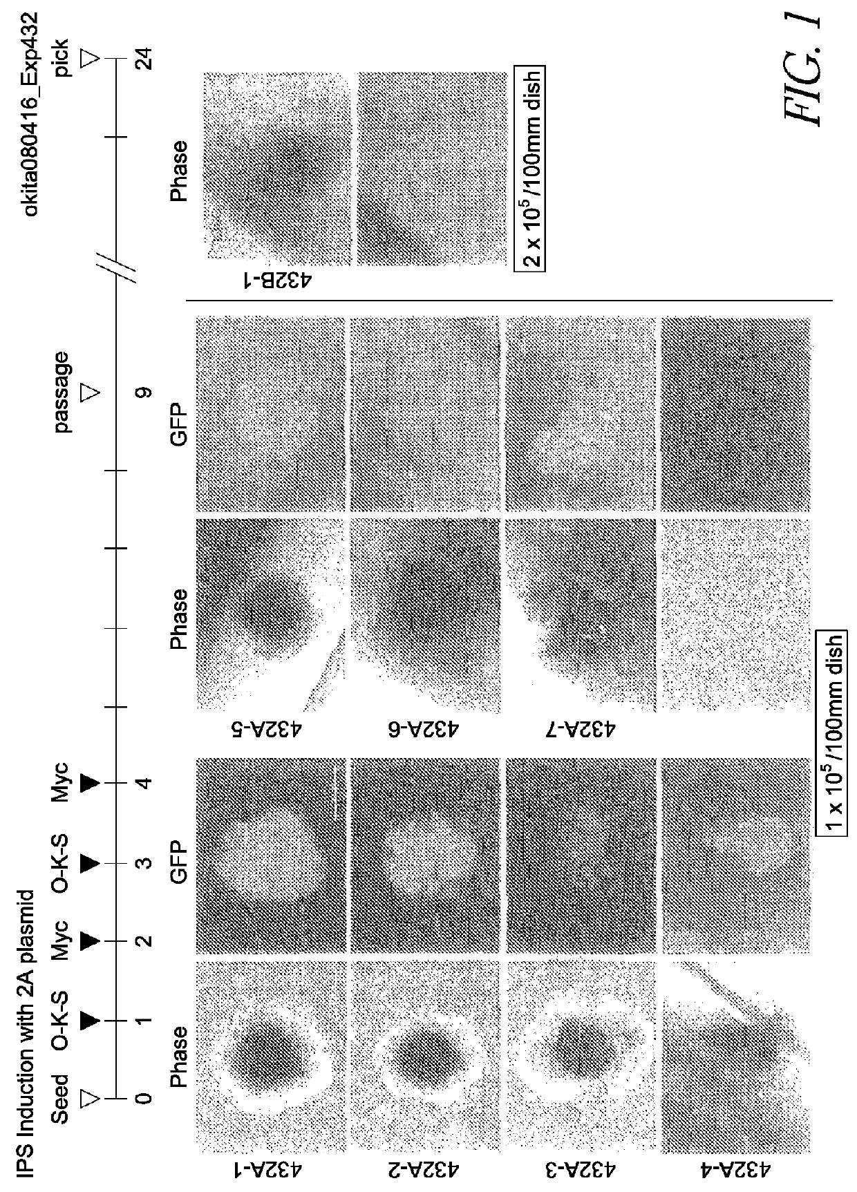 Method of nuclear reprogramming