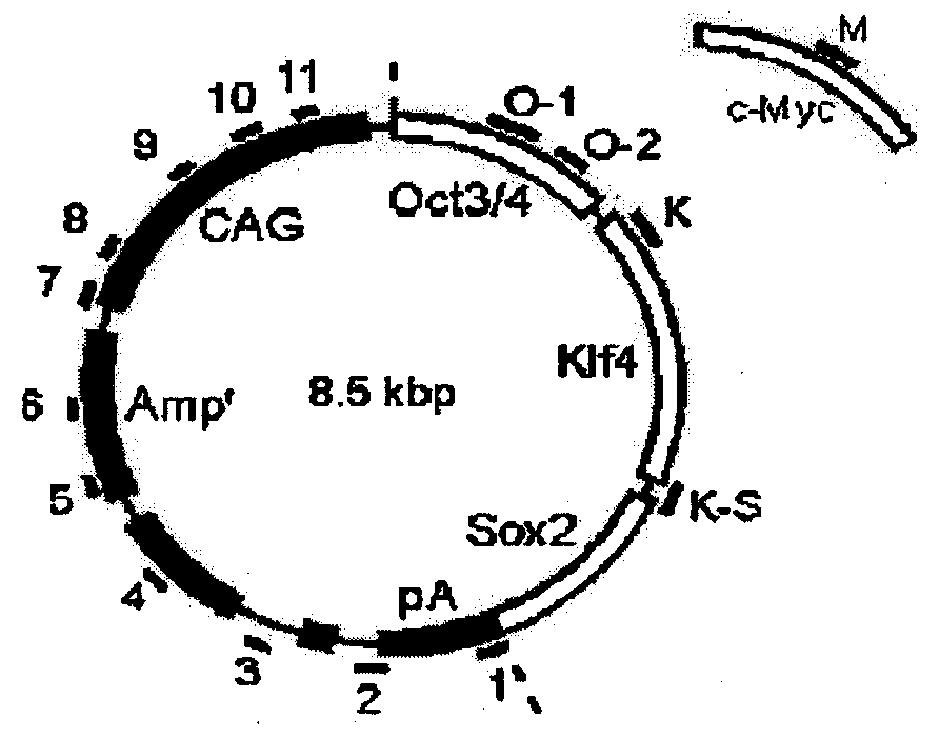 Method of nuclear reprogramming