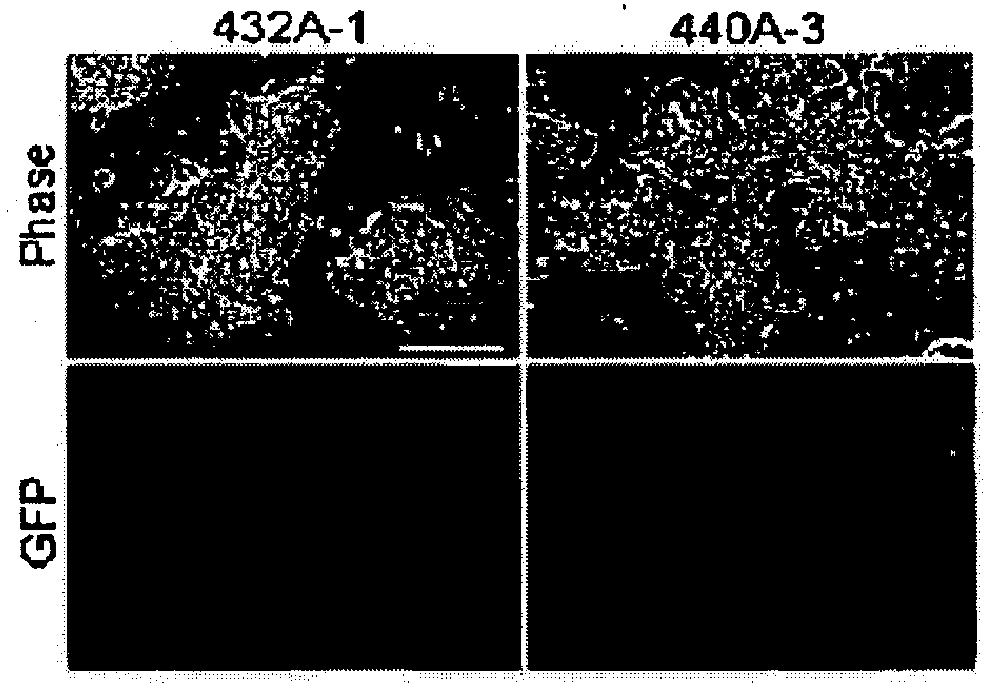 Method of nuclear reprogramming