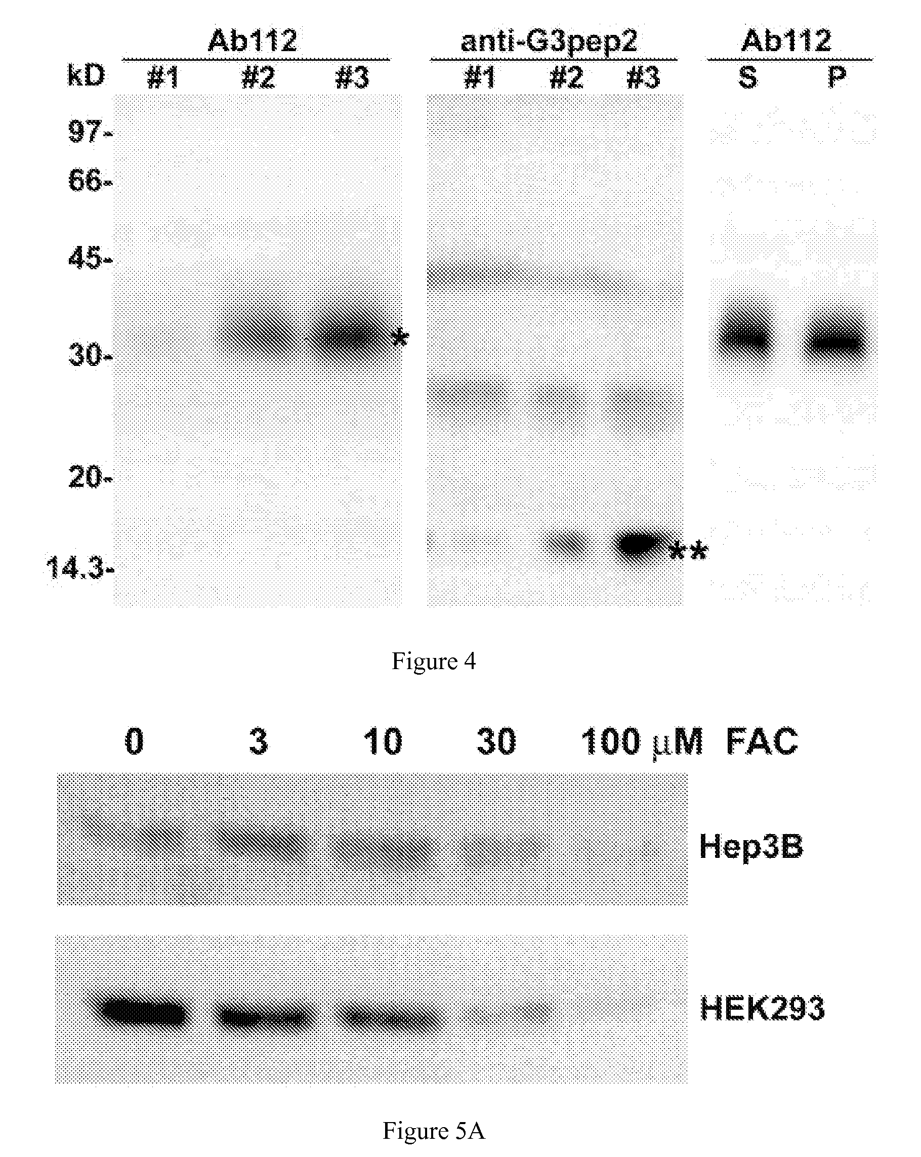 Competitive Regulation of Hepcidin mRNA by Soluble and Cell-Associated Hemojuvelin