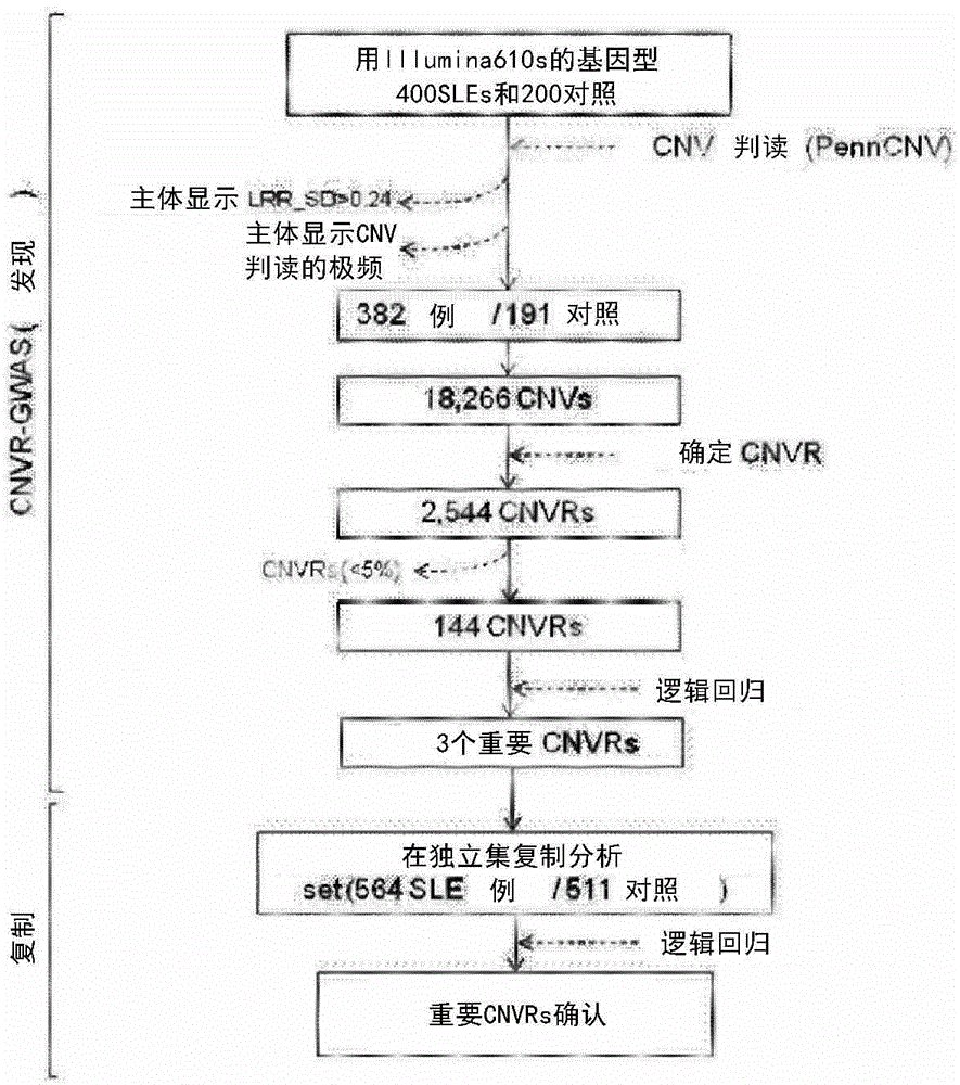 Composition for estimating risk of onset of systemic lupus erythematosus, comprising primer for detecting dna copy number variation in 1q25.1(RABGAP1L) location, 6P21.32 (c4) location and 10.q21.3 location