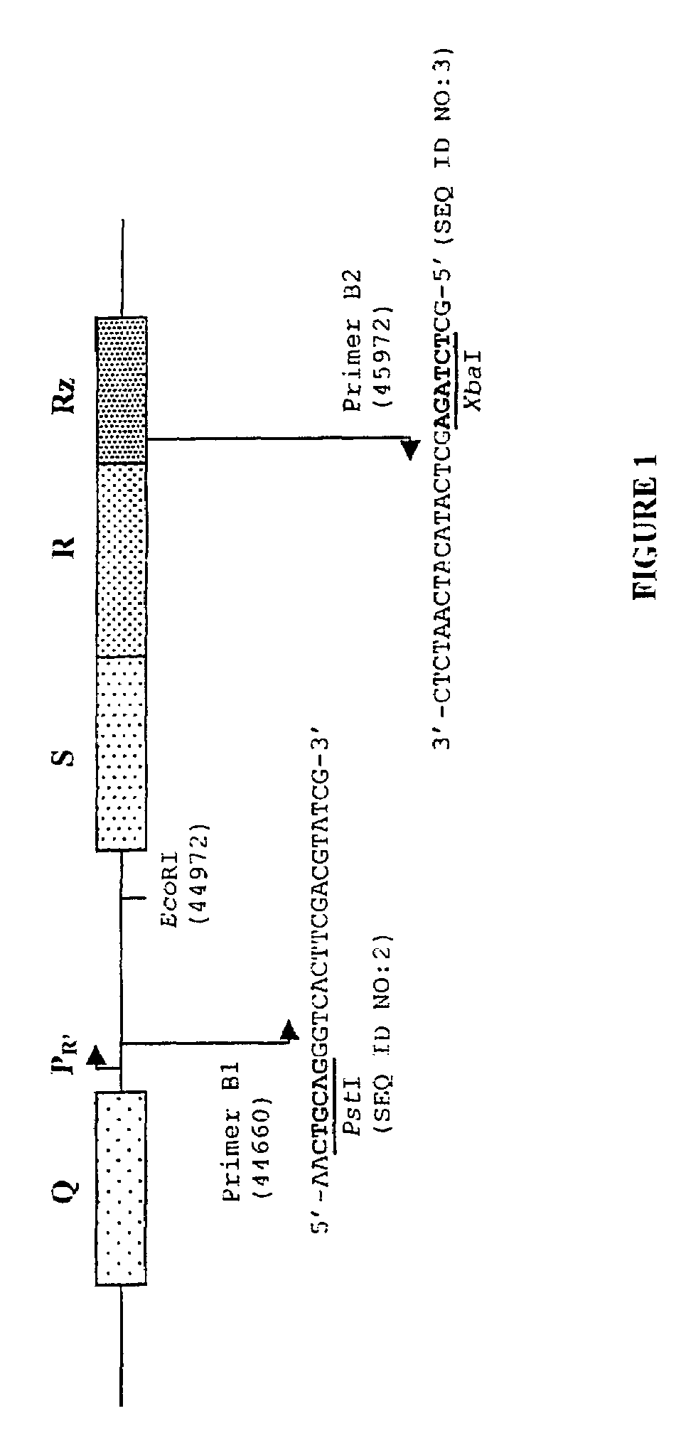 Use of polynucleotides encoding small acid-soluble spore protein for inhibiting bacterial cell growth and/or treating bacterial infections