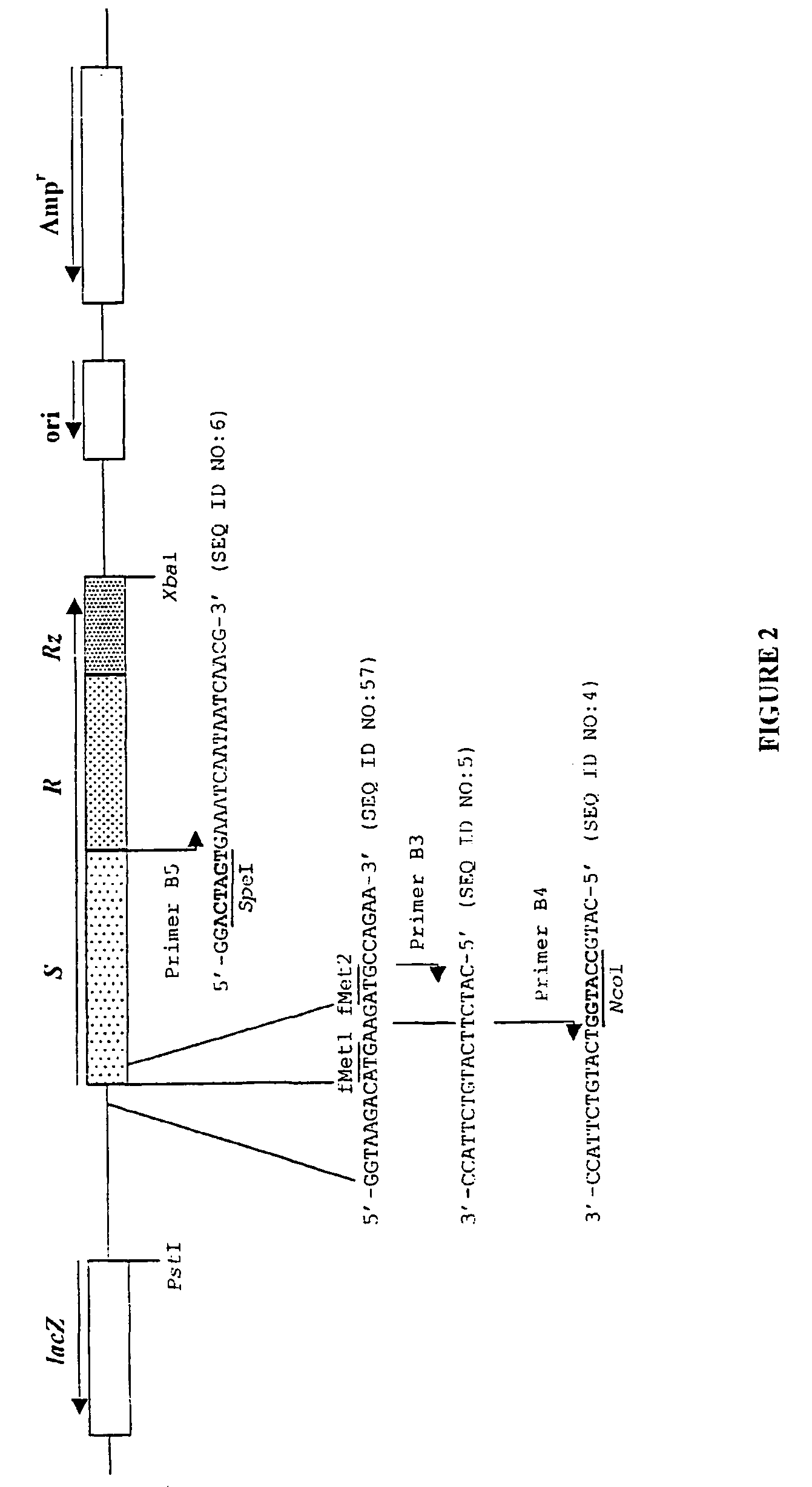 Use of polynucleotides encoding small acid-soluble spore protein for inhibiting bacterial cell growth and/or treating bacterial infections