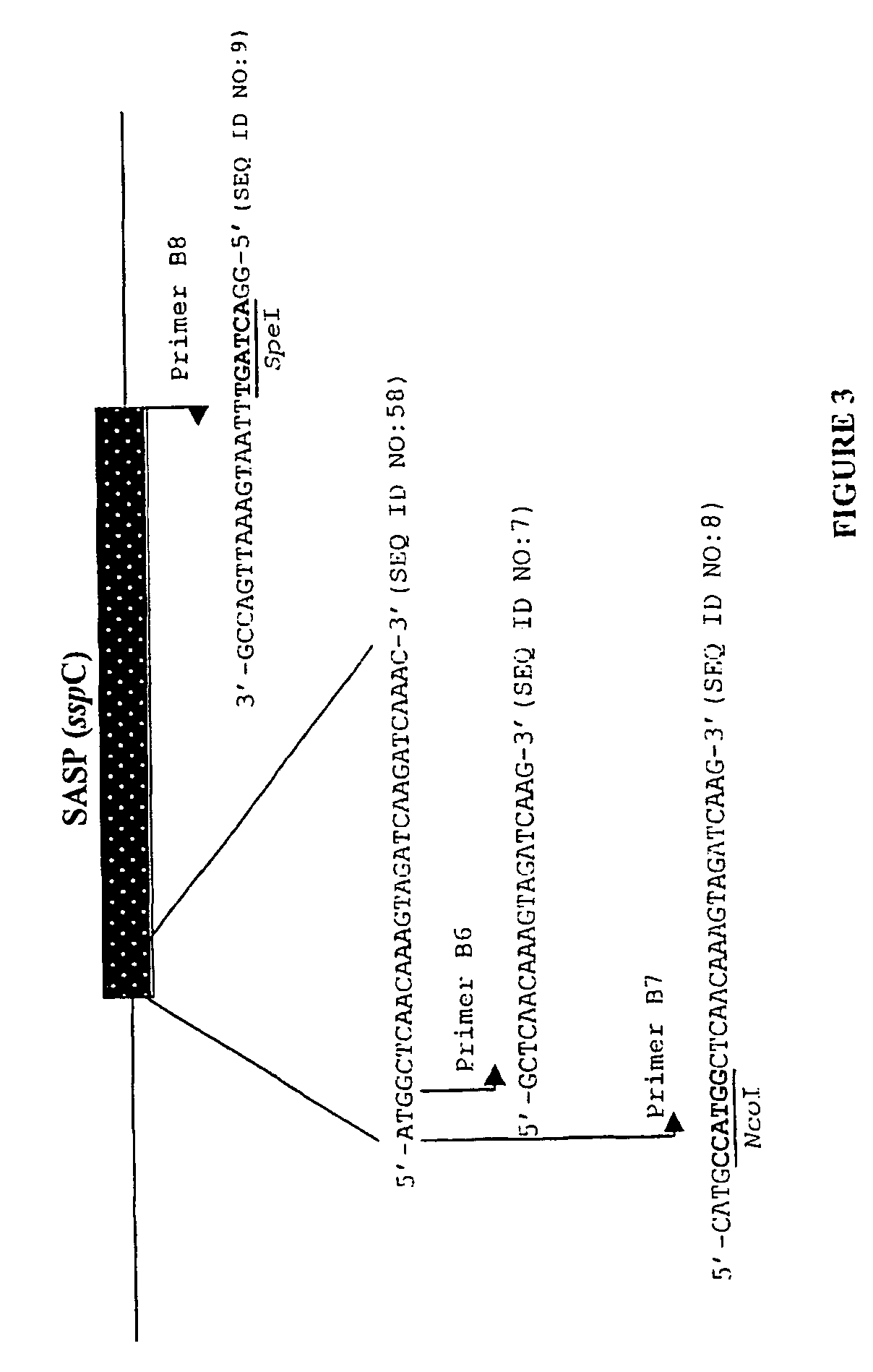 Use of polynucleotides encoding small acid-soluble spore protein for inhibiting bacterial cell growth and/or treating bacterial infections