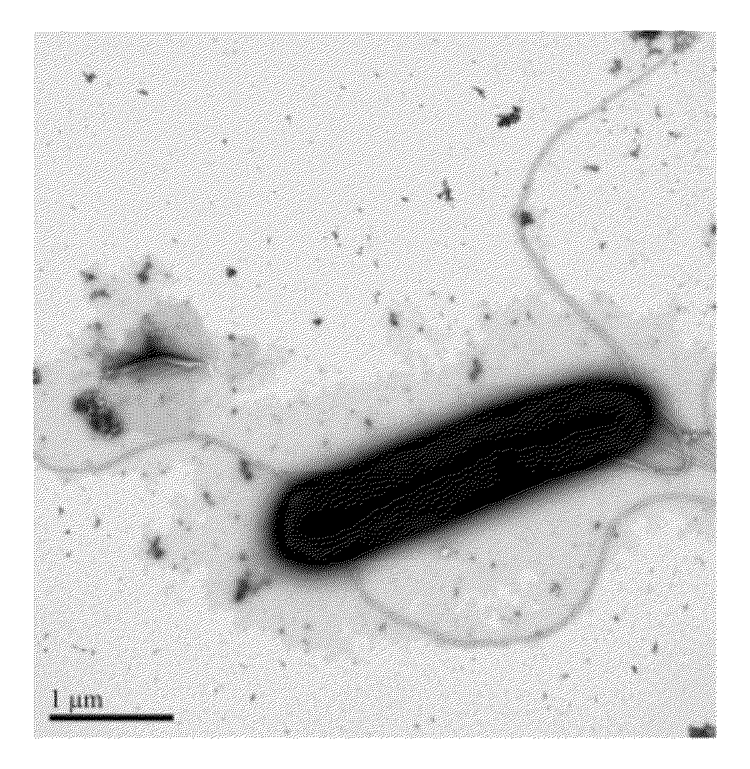 Novel Ethanologenic Clostridium species, Clostridium coskatii