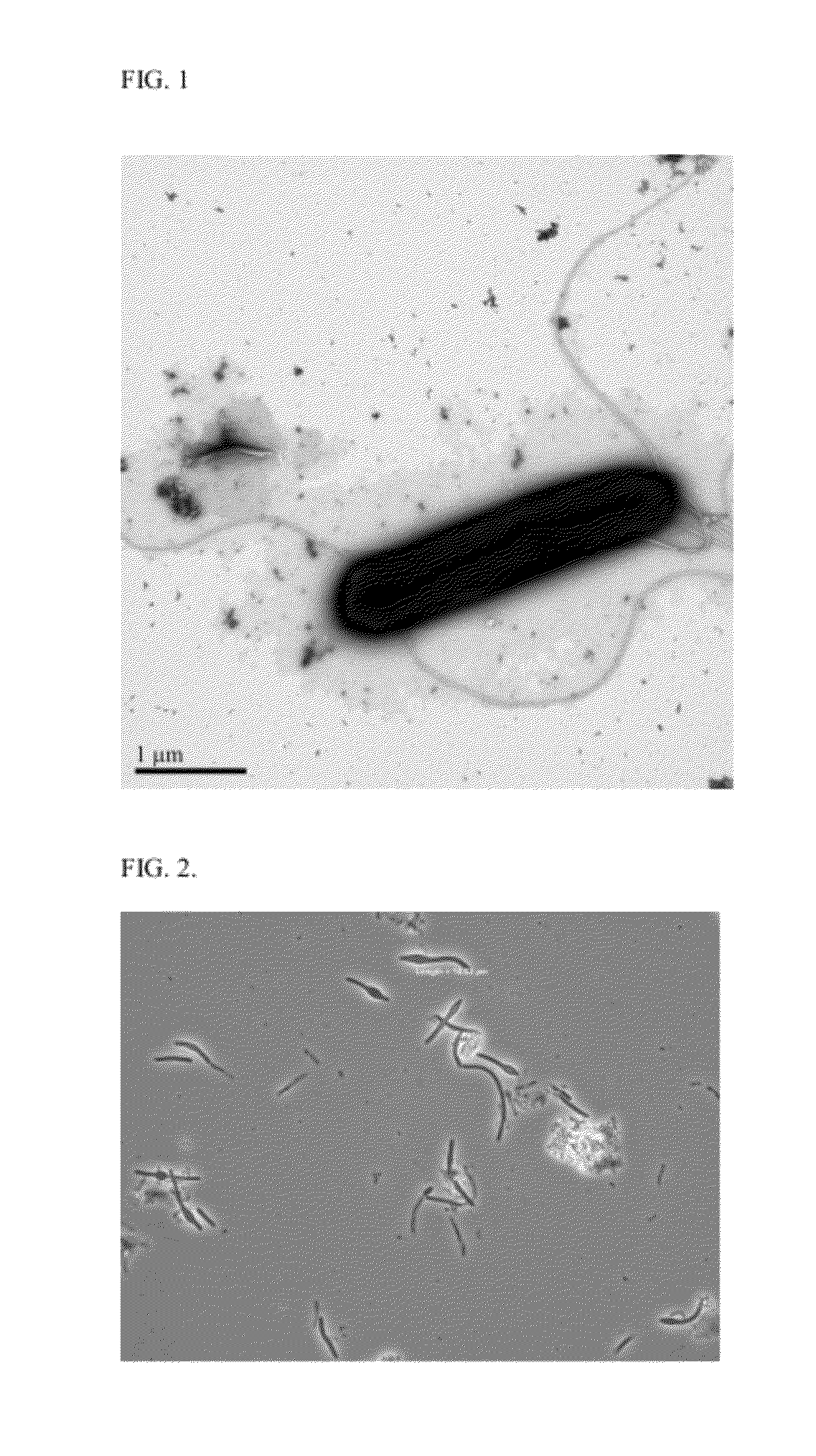 Novel Ethanologenic Clostridium species, Clostridium coskatii