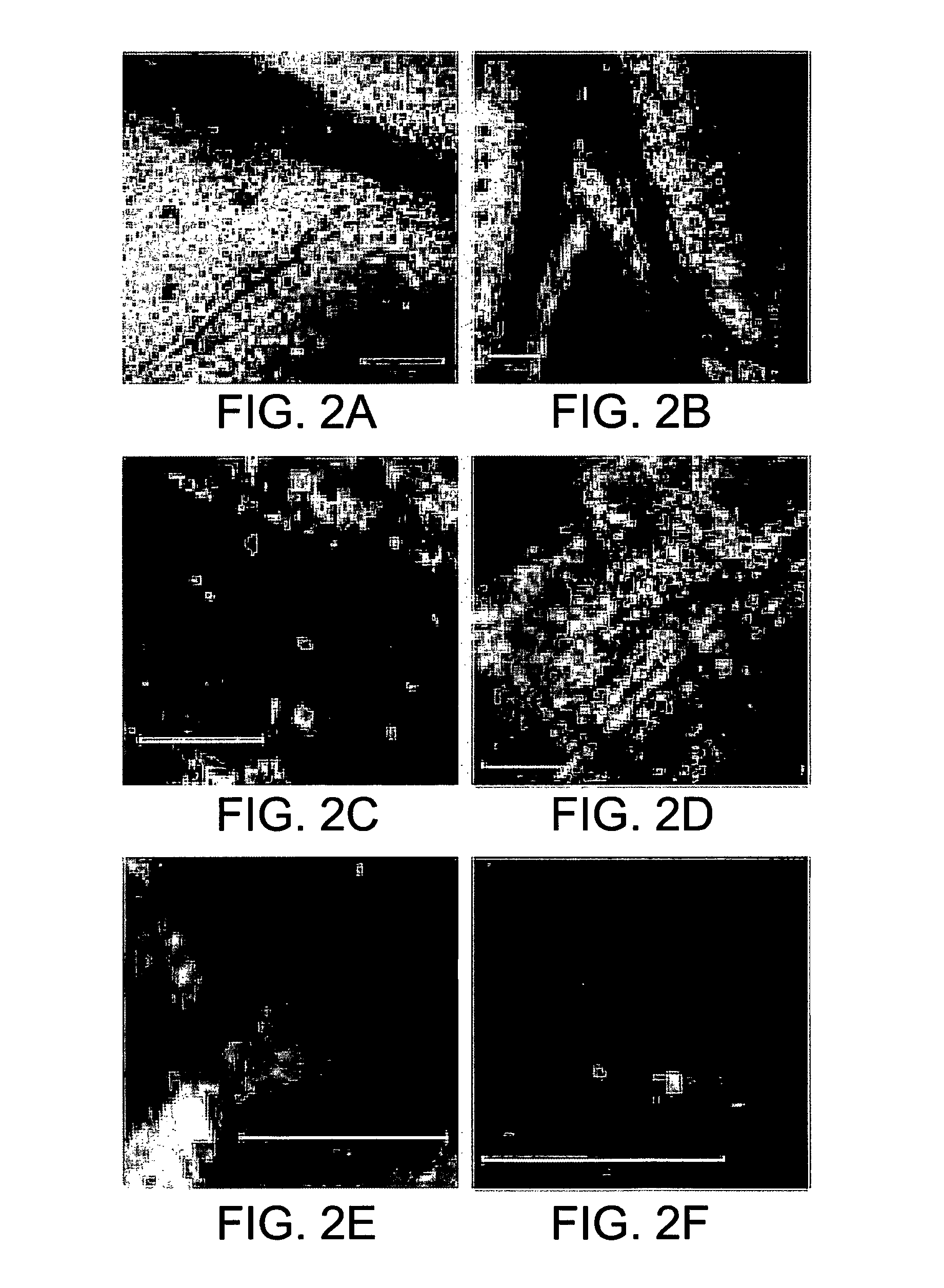 Plant expression constructs comprising and uses thereof