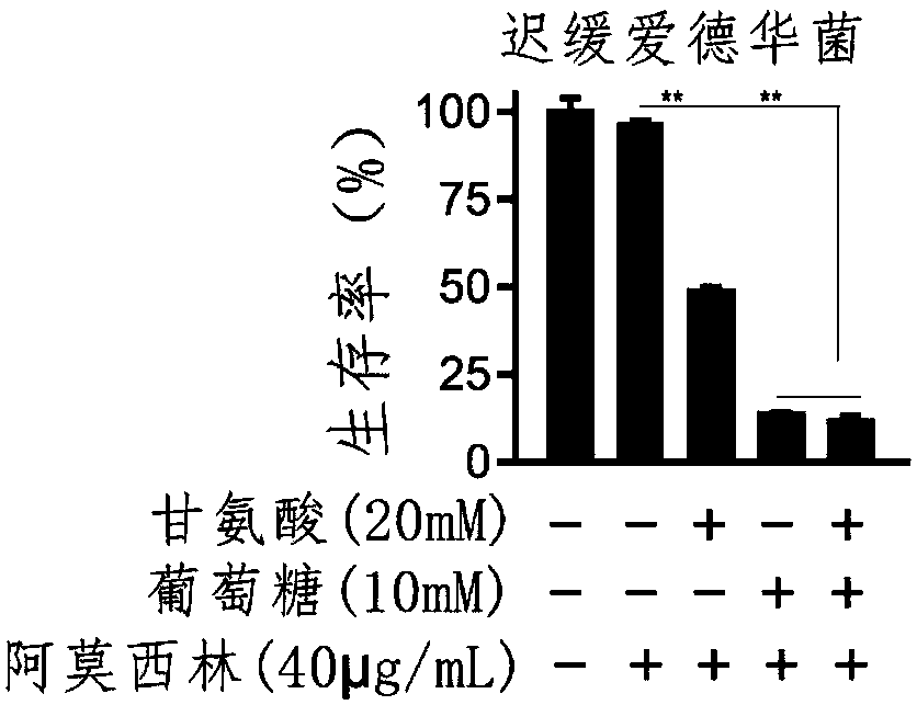 Preparation jointly using glycine and amoxicillin