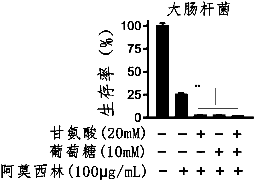 Preparation jointly using glycine and amoxicillin