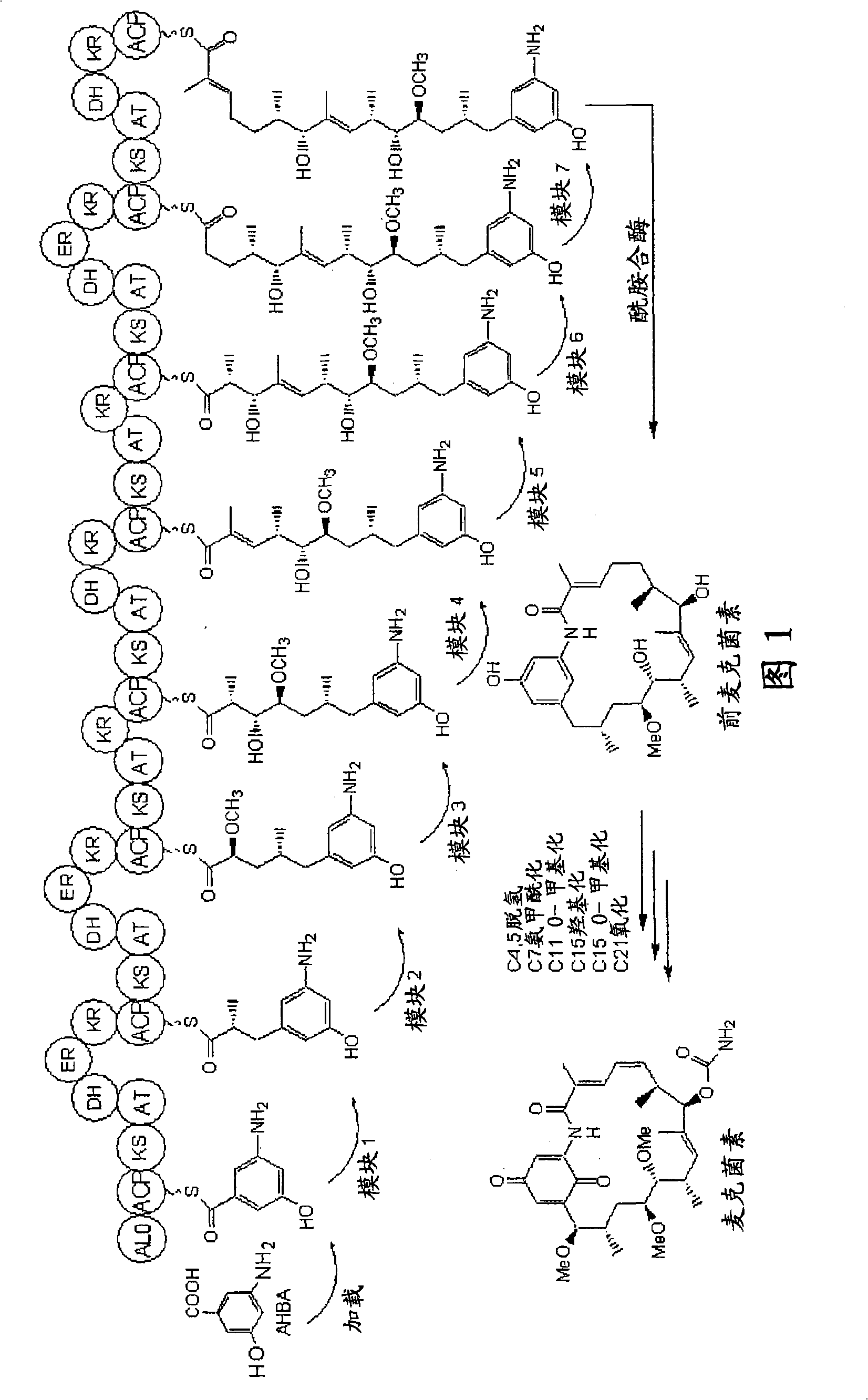 21-deoxymacbecin analogues useful as antitumor agents