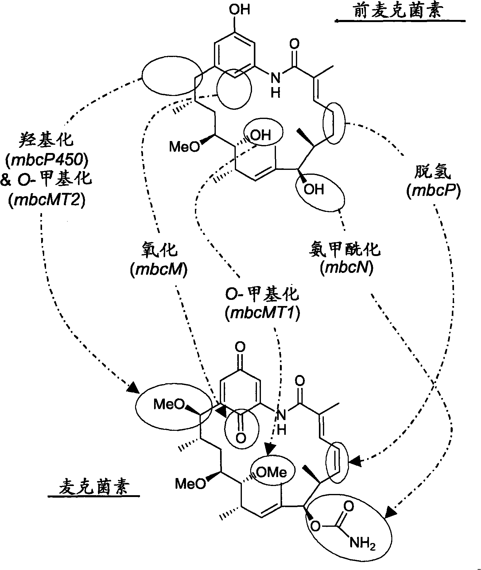 21-deoxymacbecin analogues useful as antitumor agents